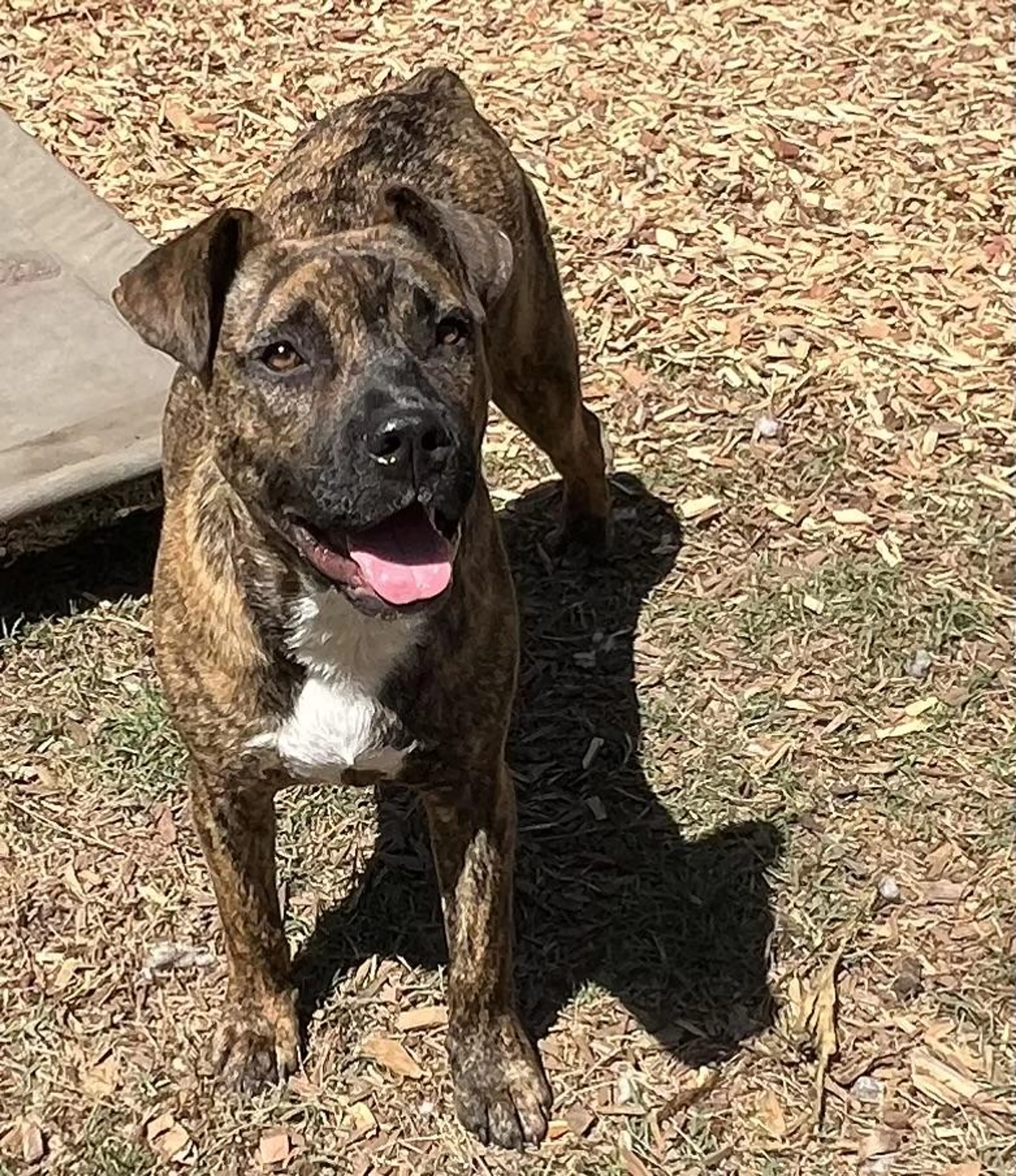 Found pet-2