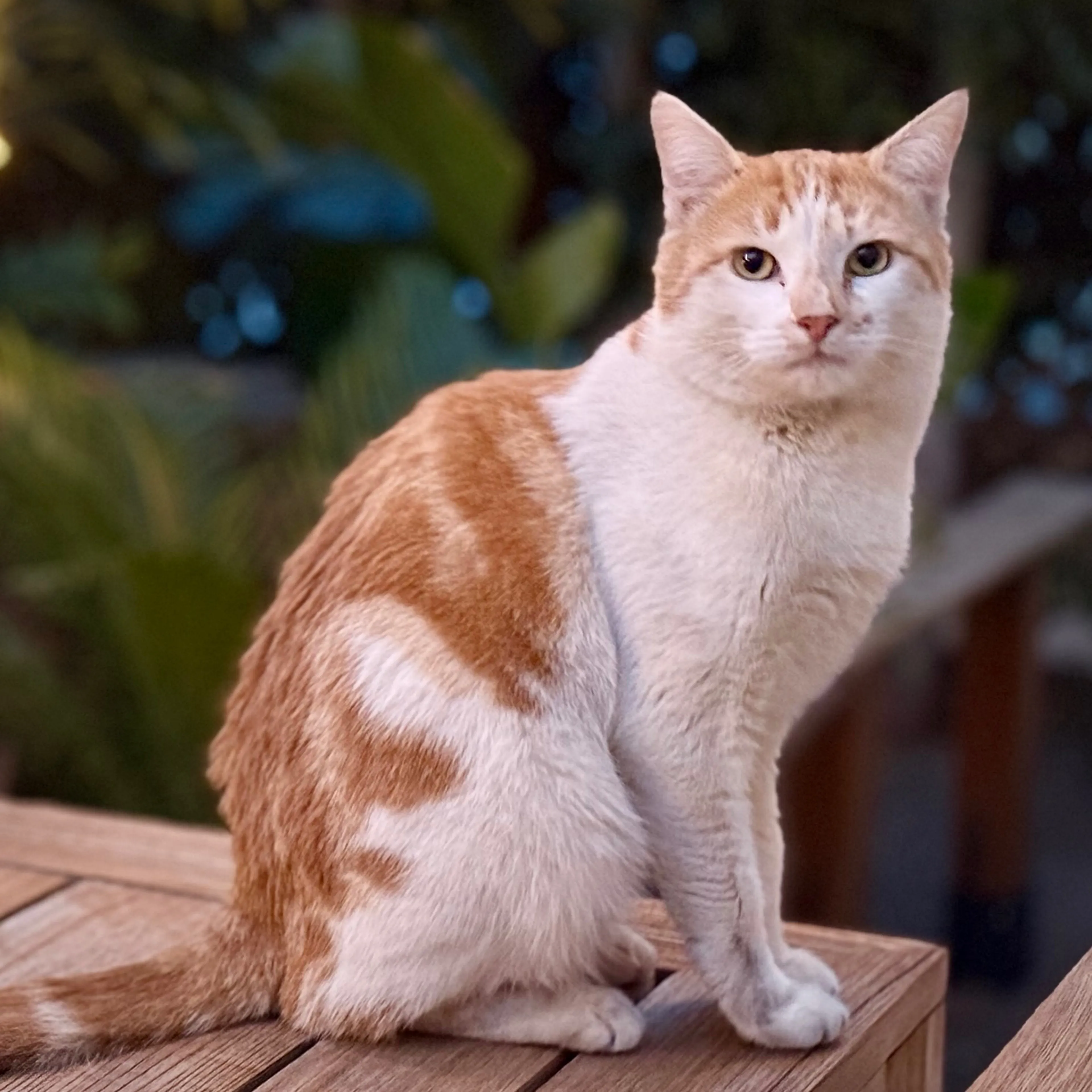 Lost pet-1