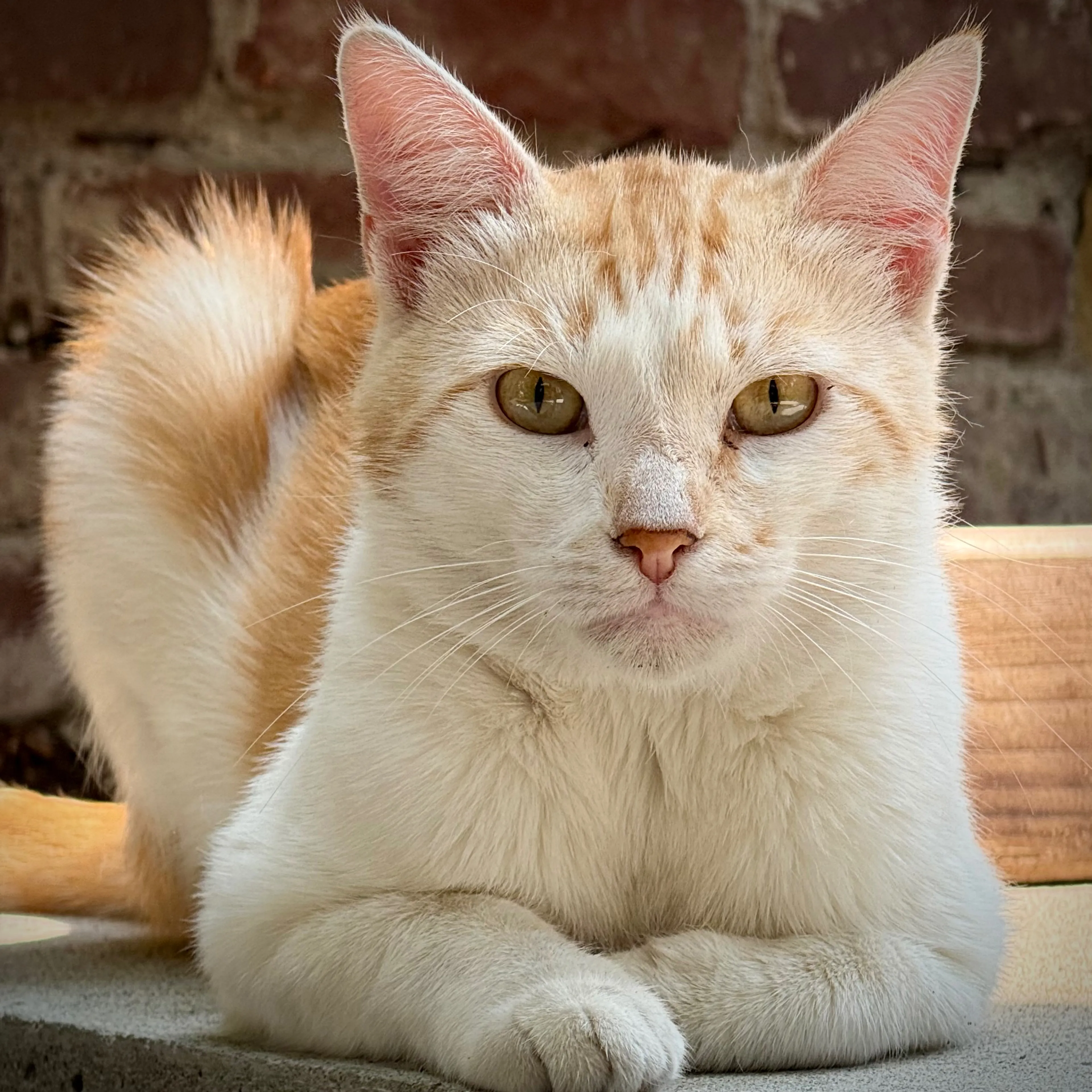 Lost pet-2