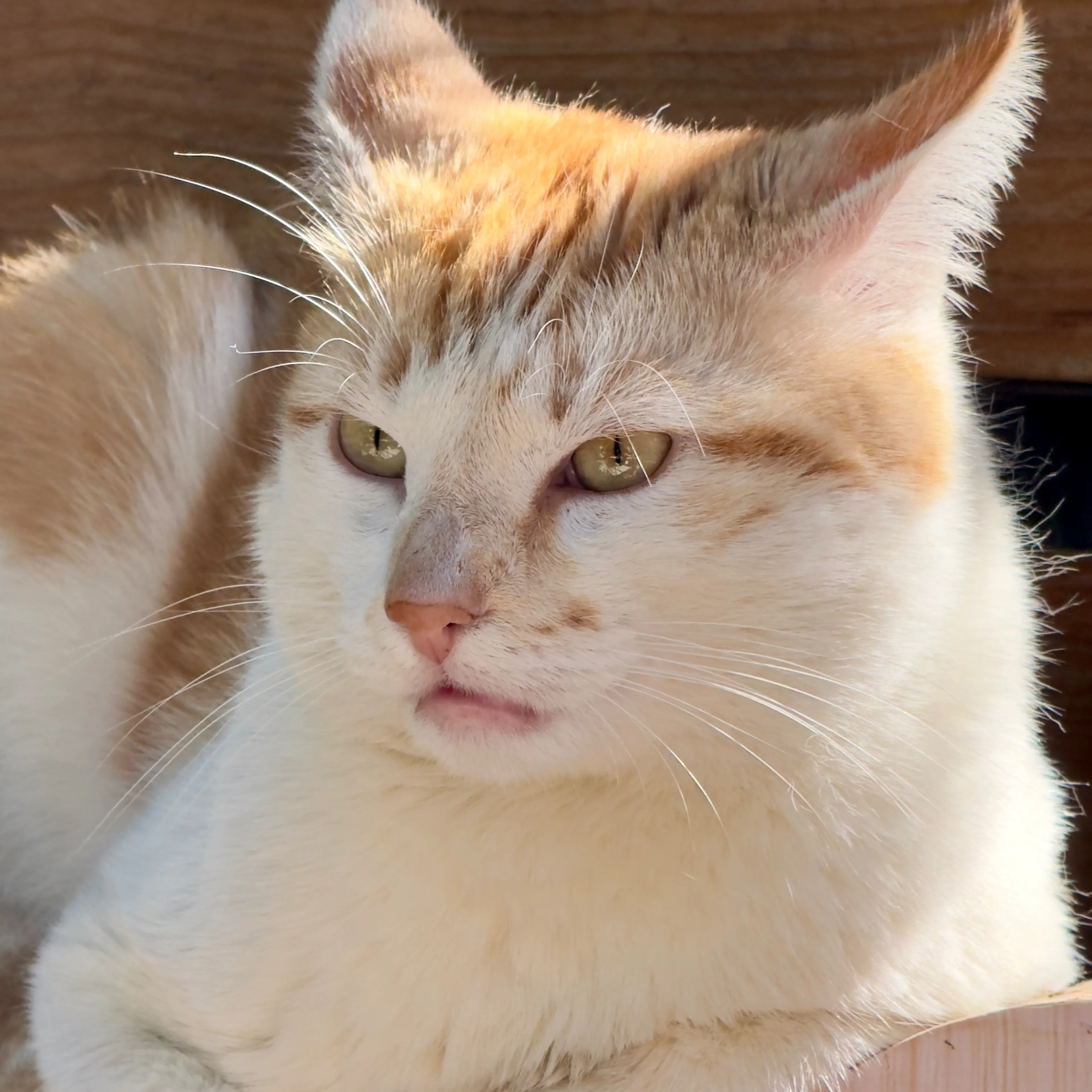 Lost pet-3