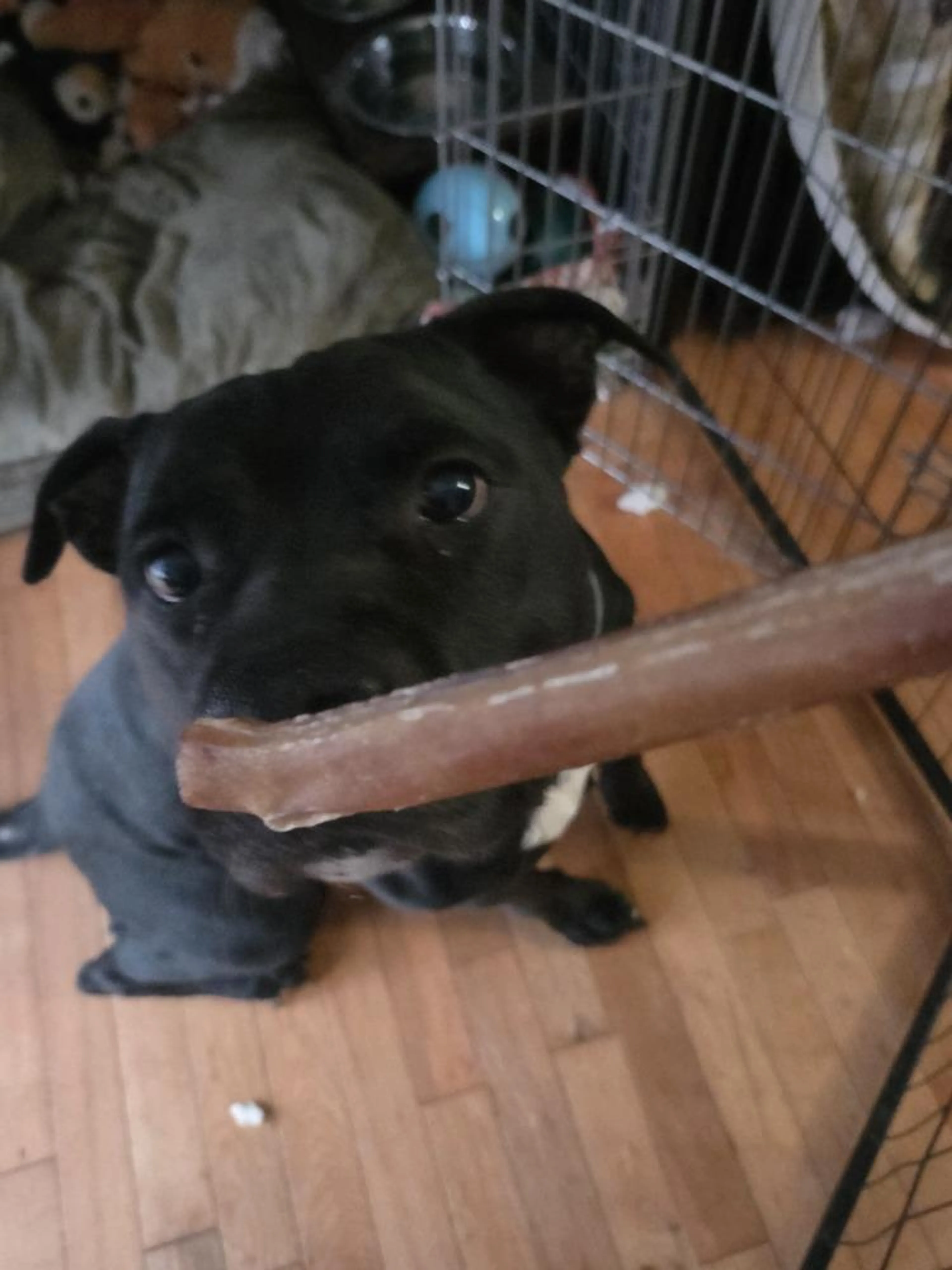 Found pet-2
