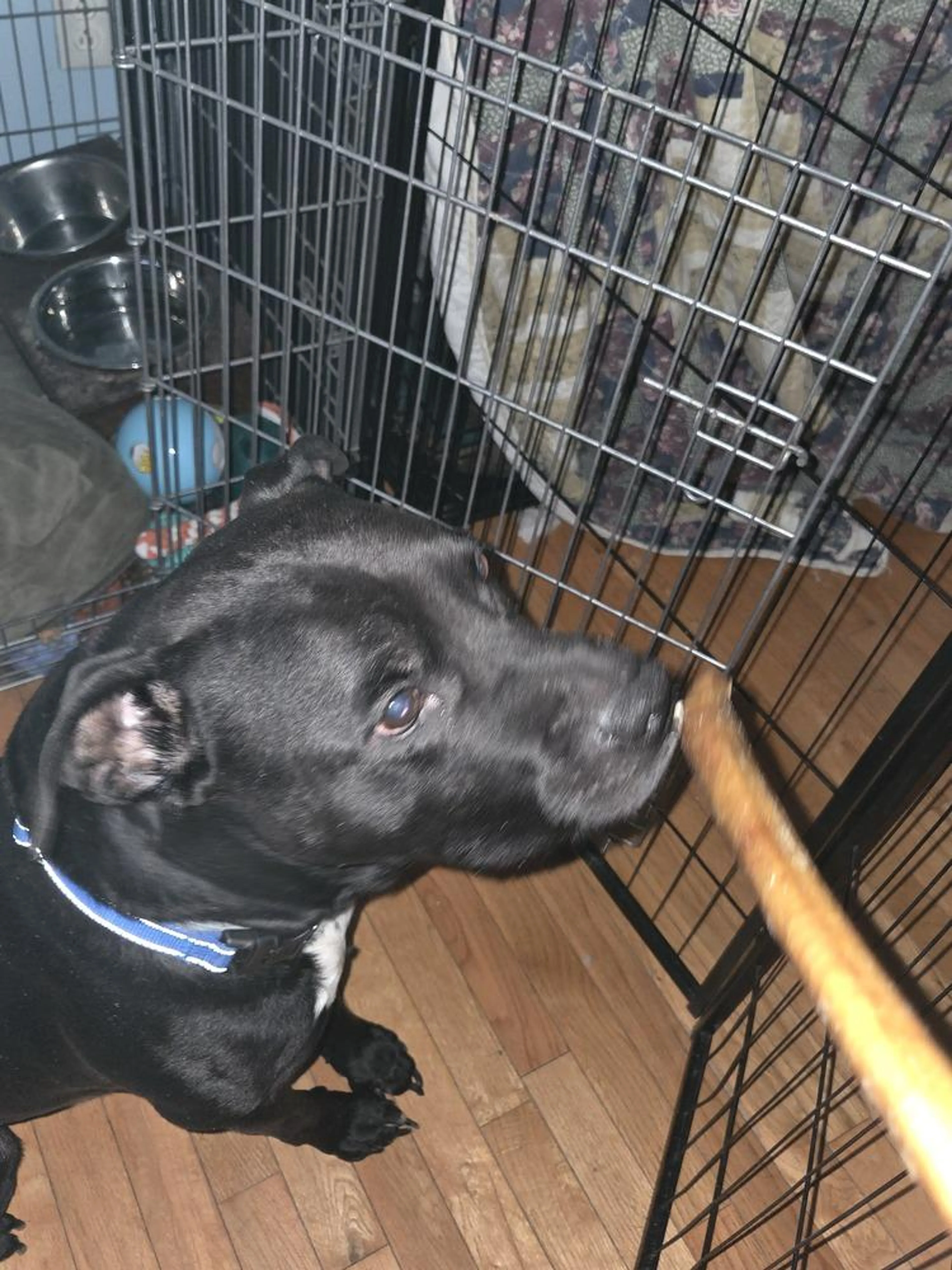 Found pet-5