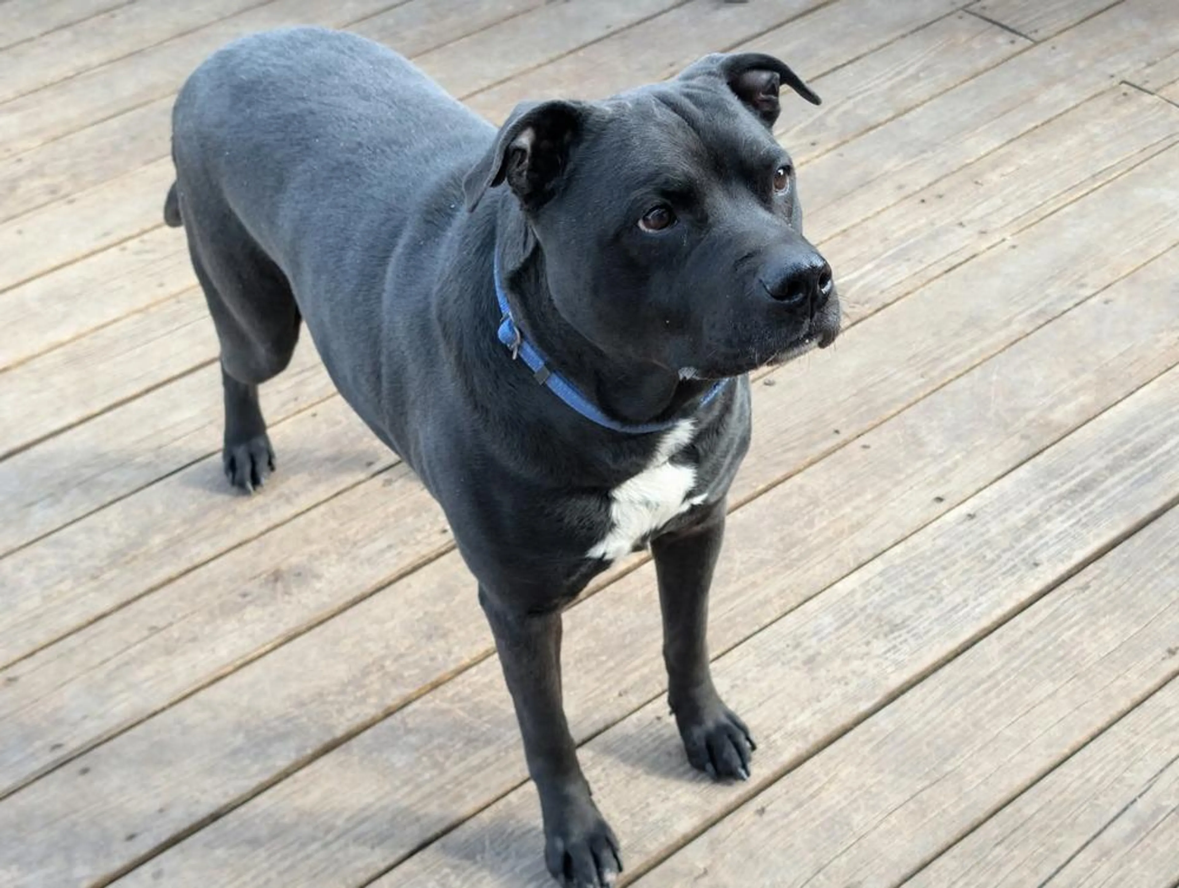 Found pet-3