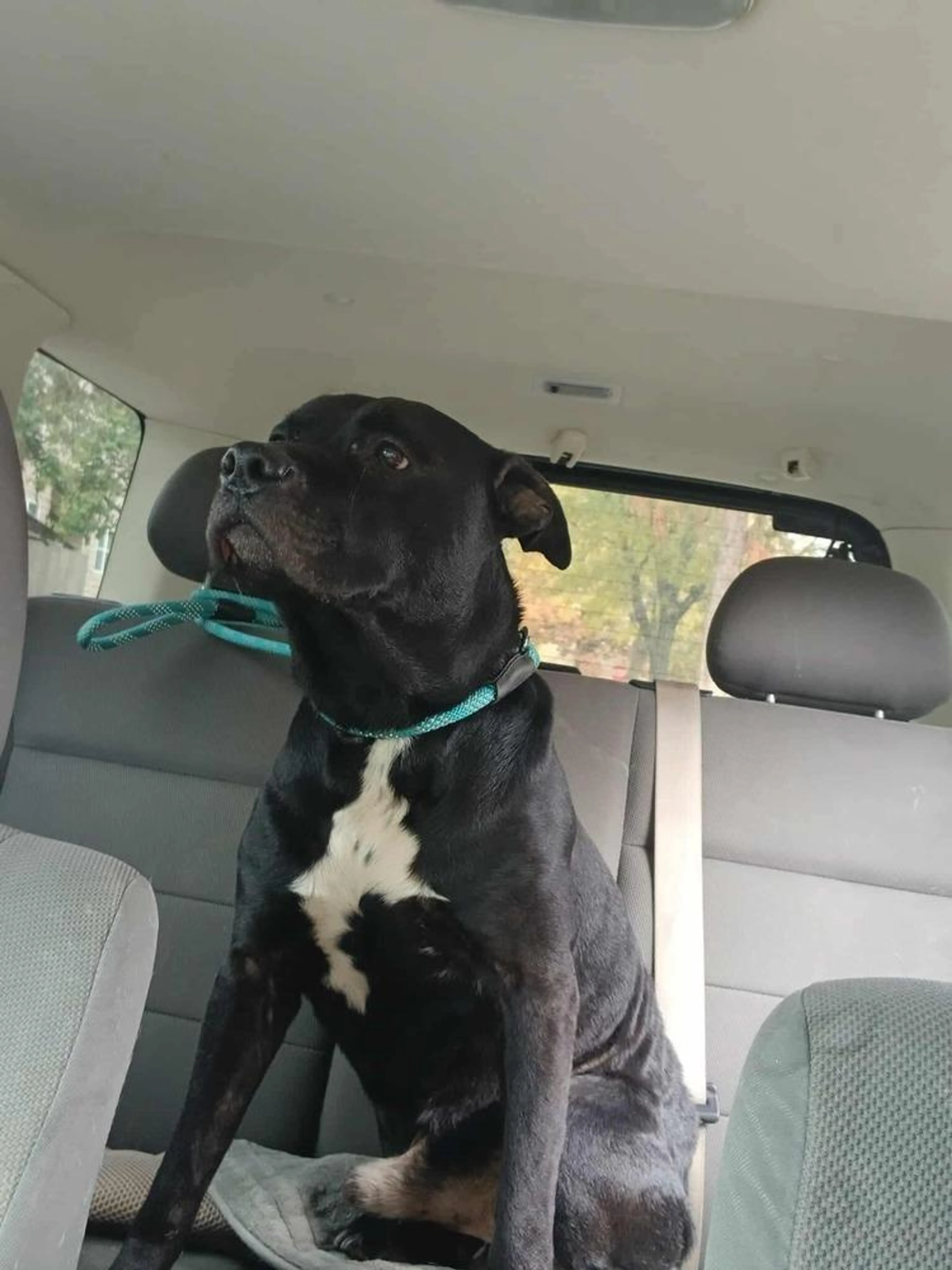 Found pet-1
