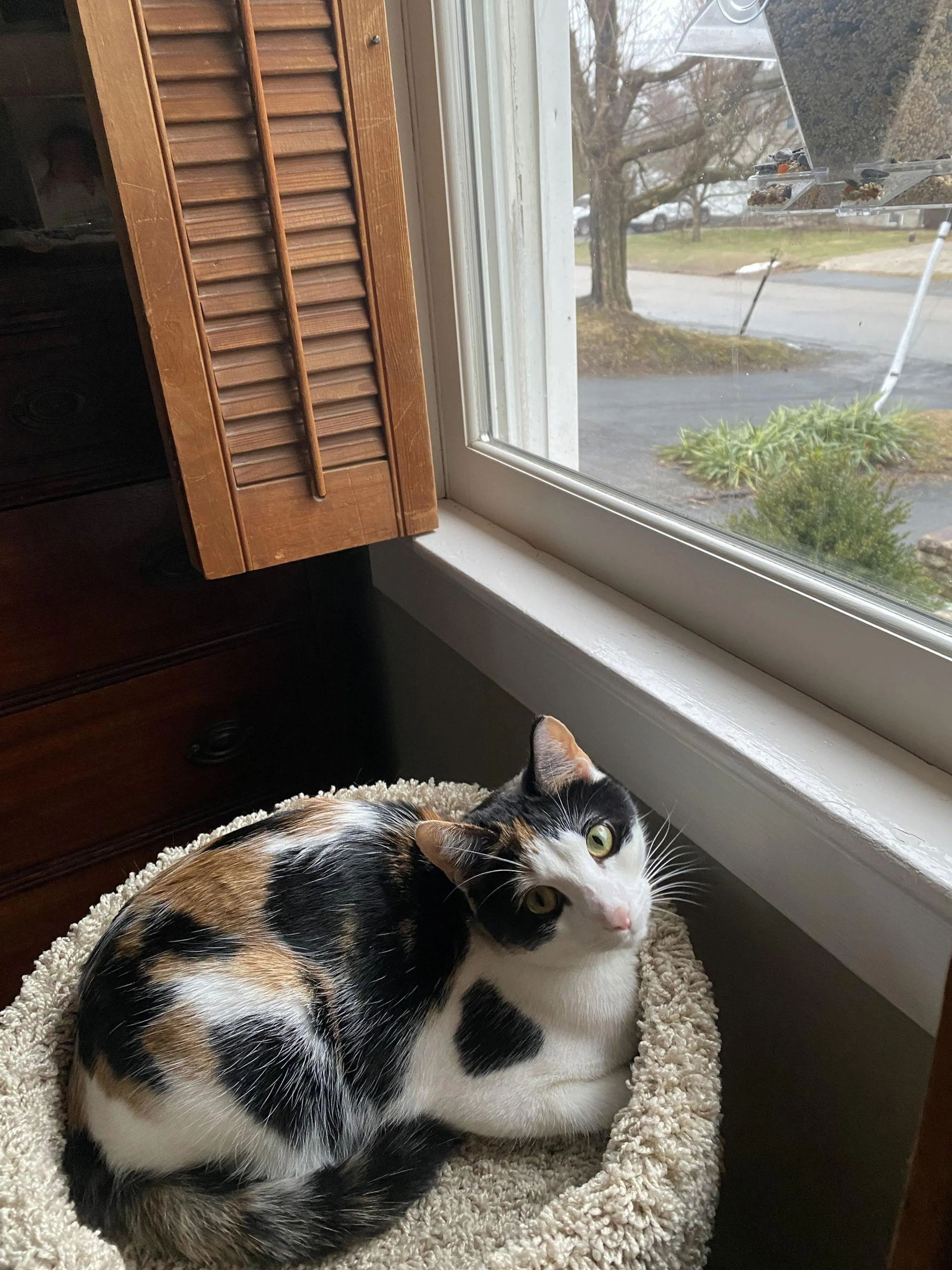 Found pet-0