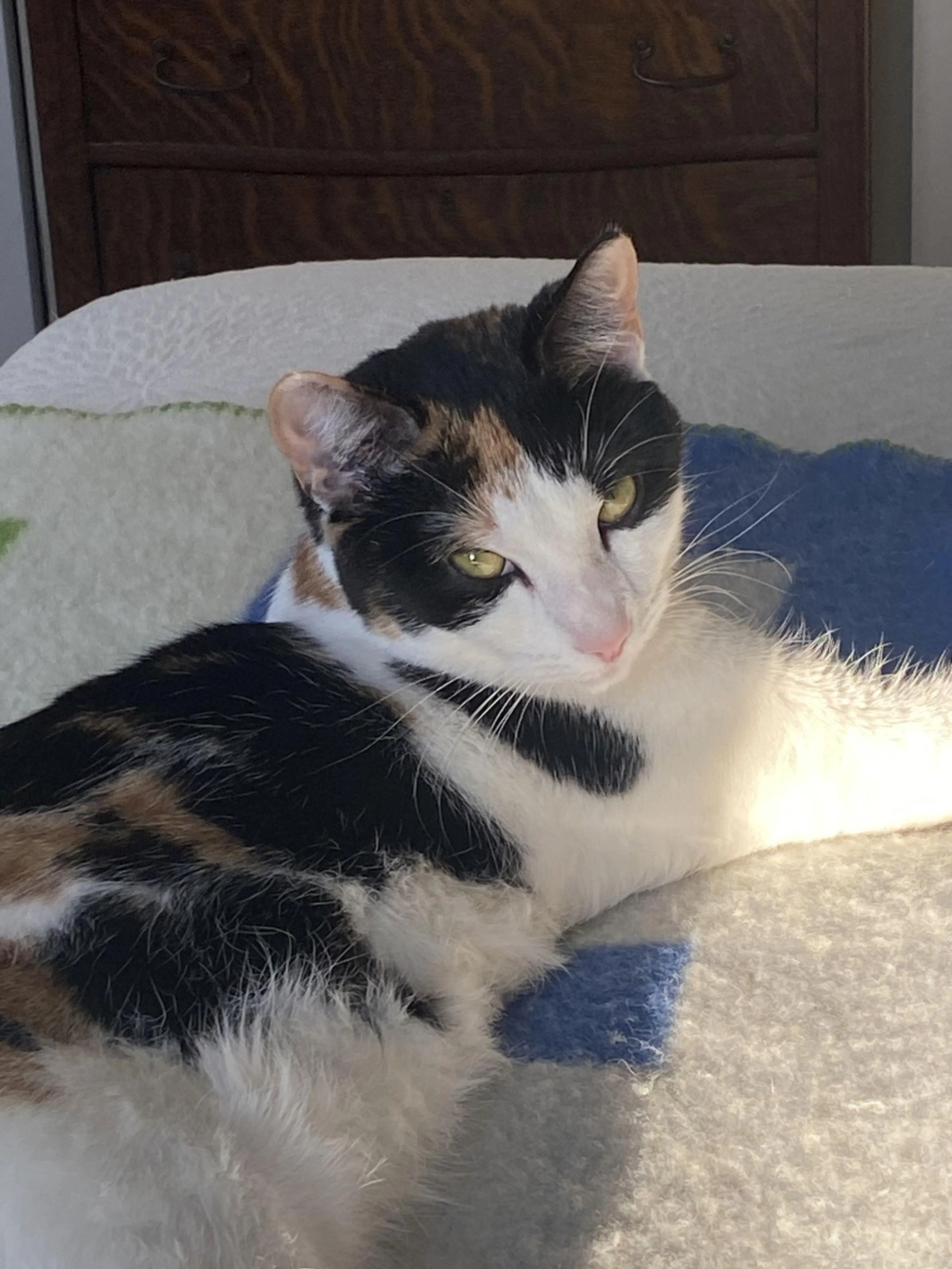 Found pet-1