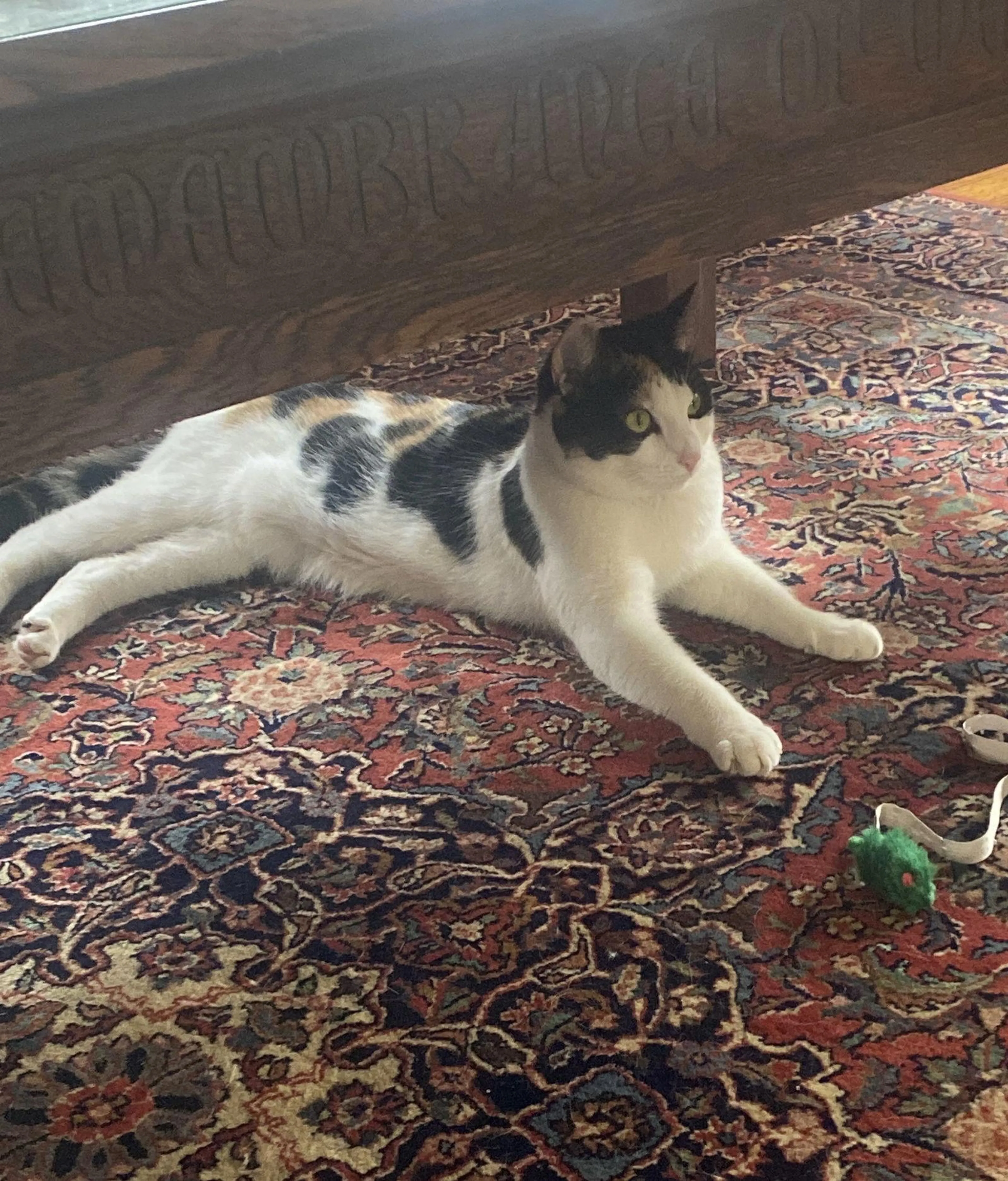 Found pet-2