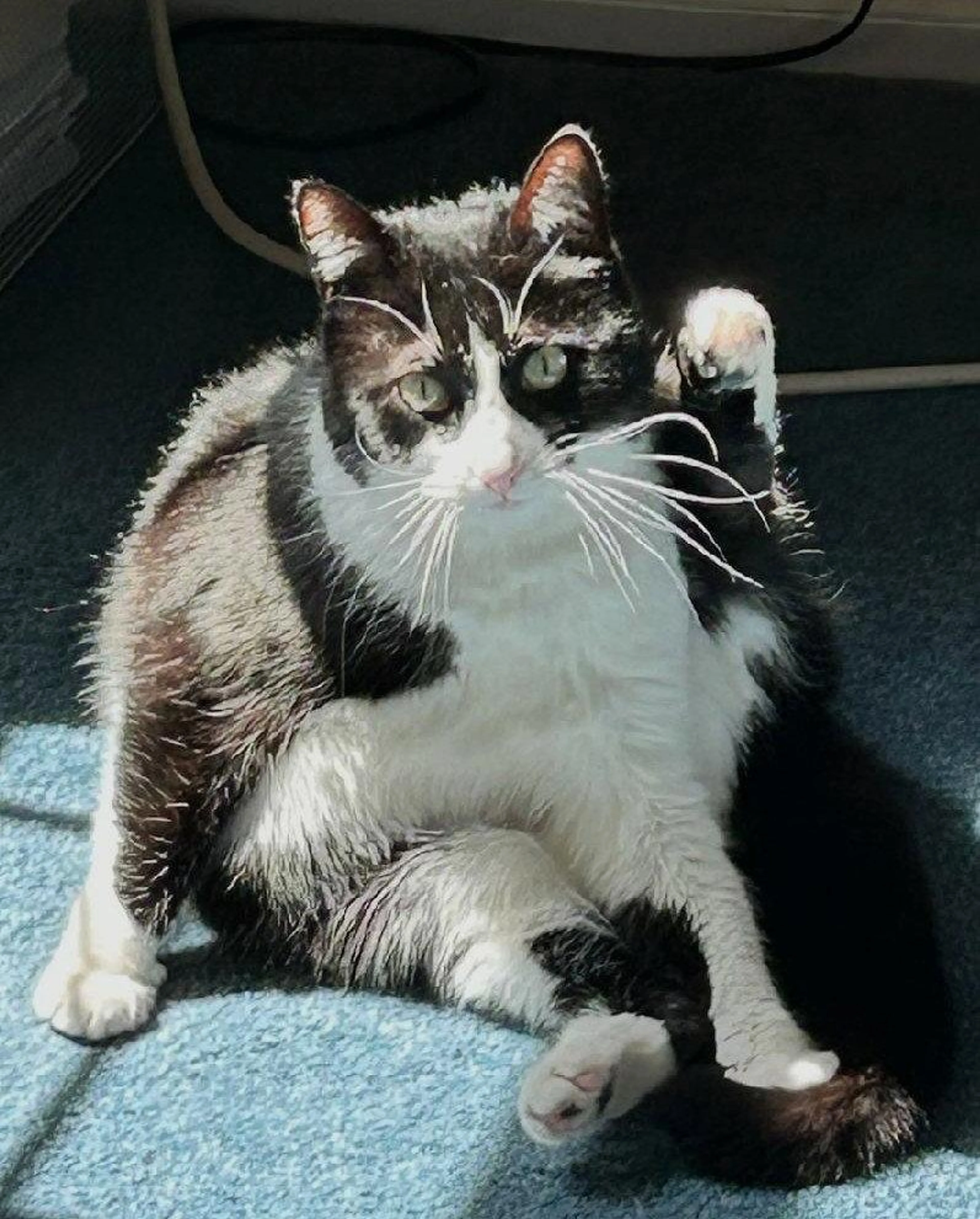 Found pet-0