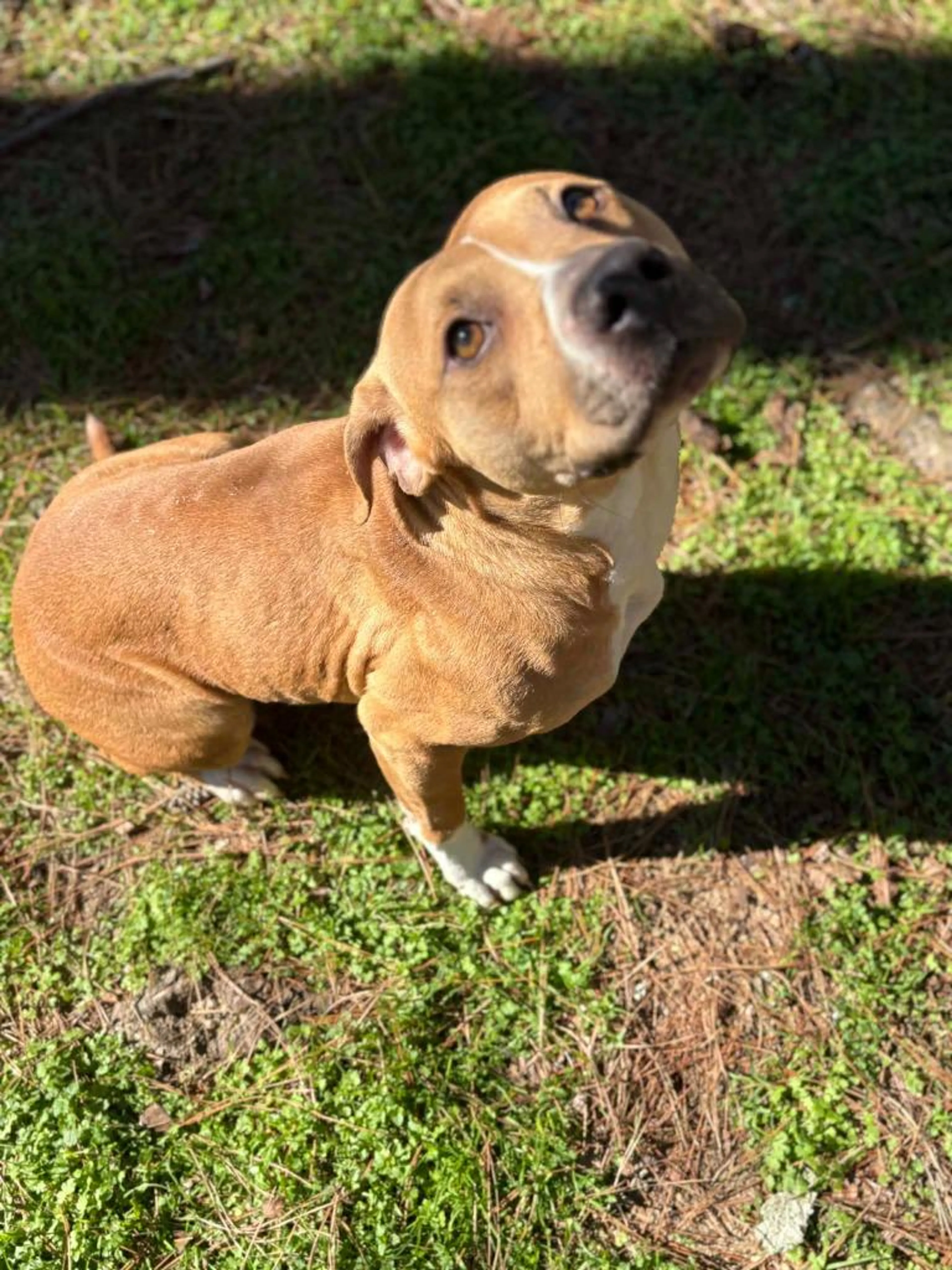Found pet-2