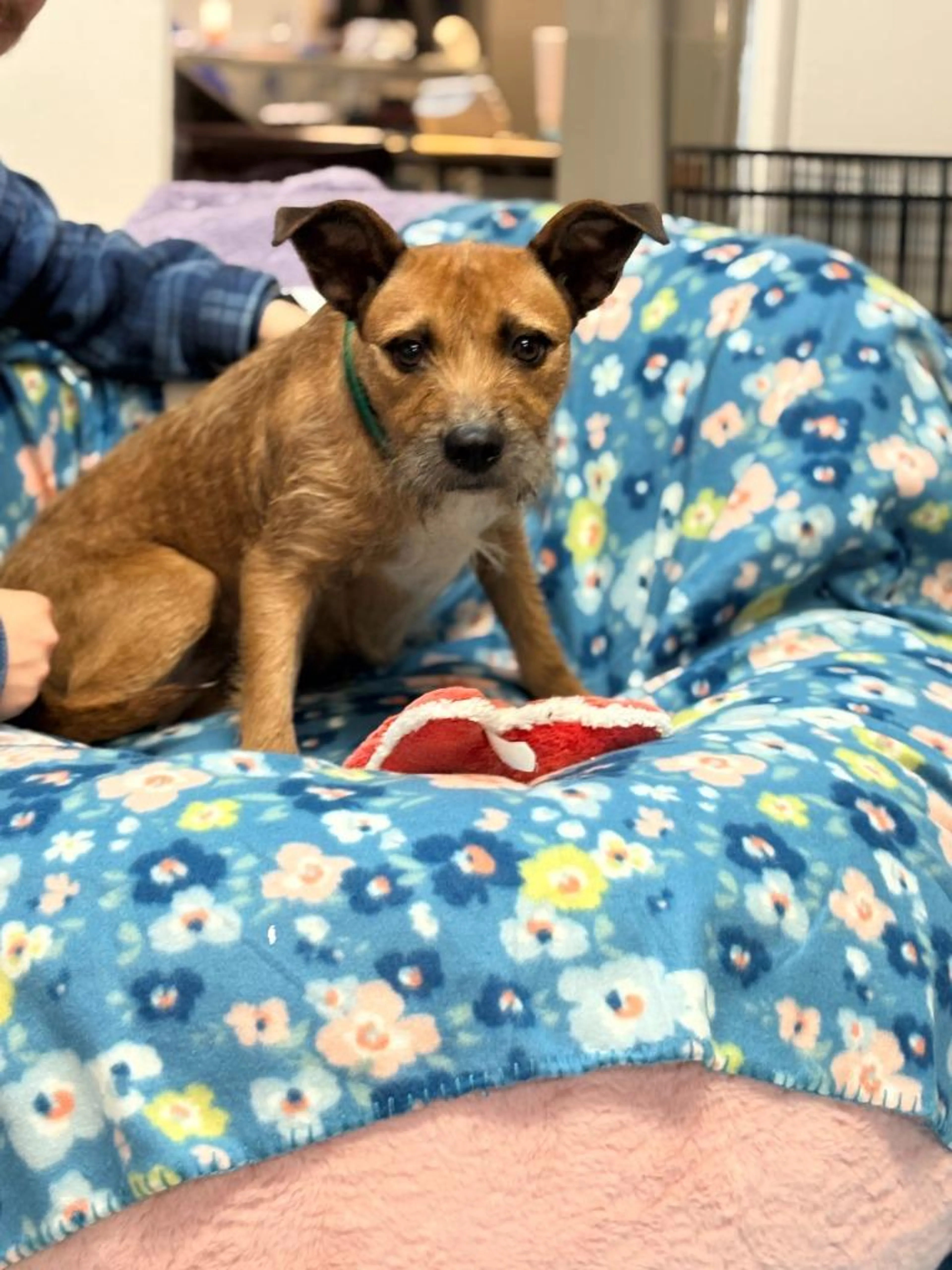 Found pet-1