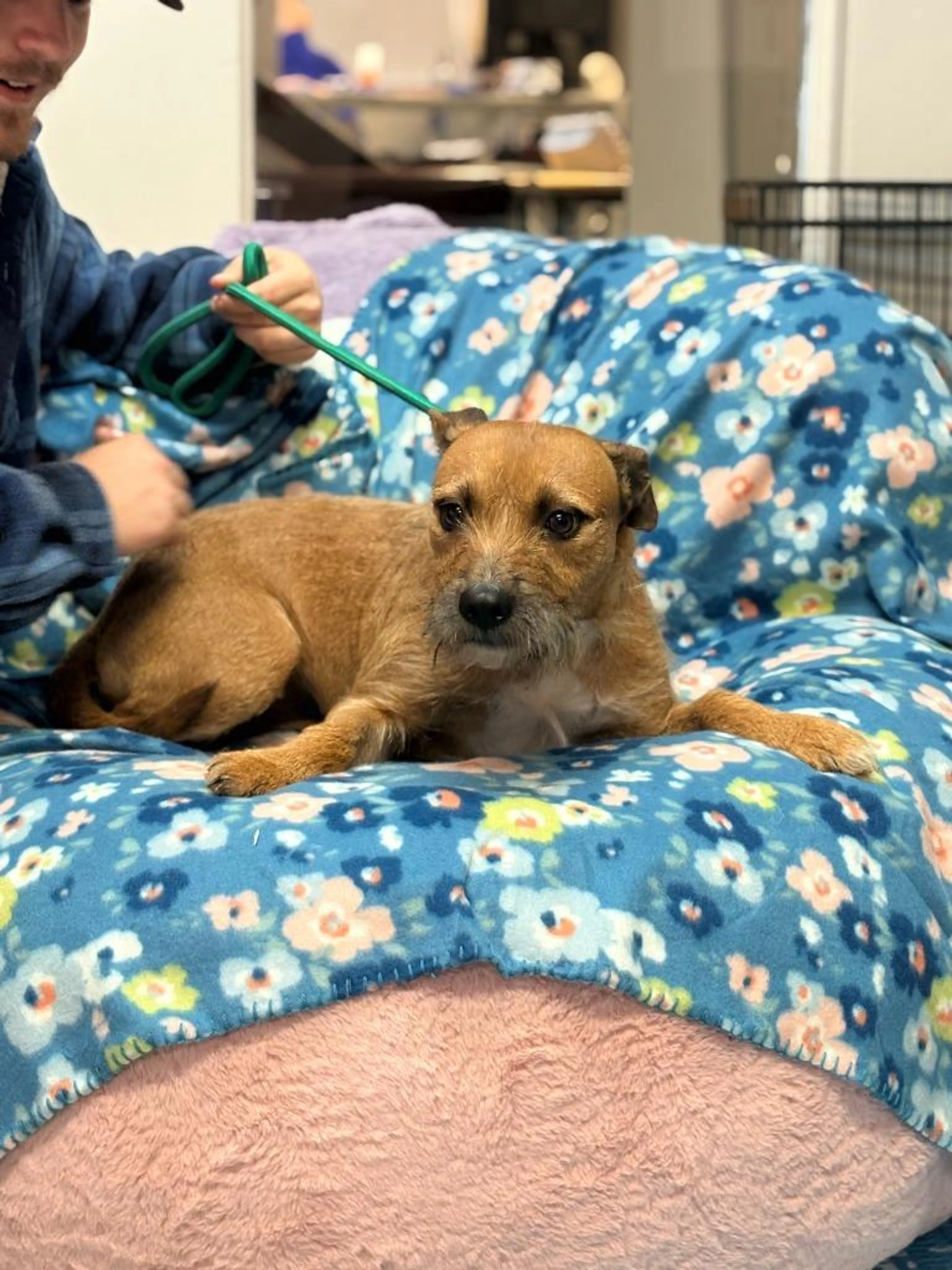 Found pet-3