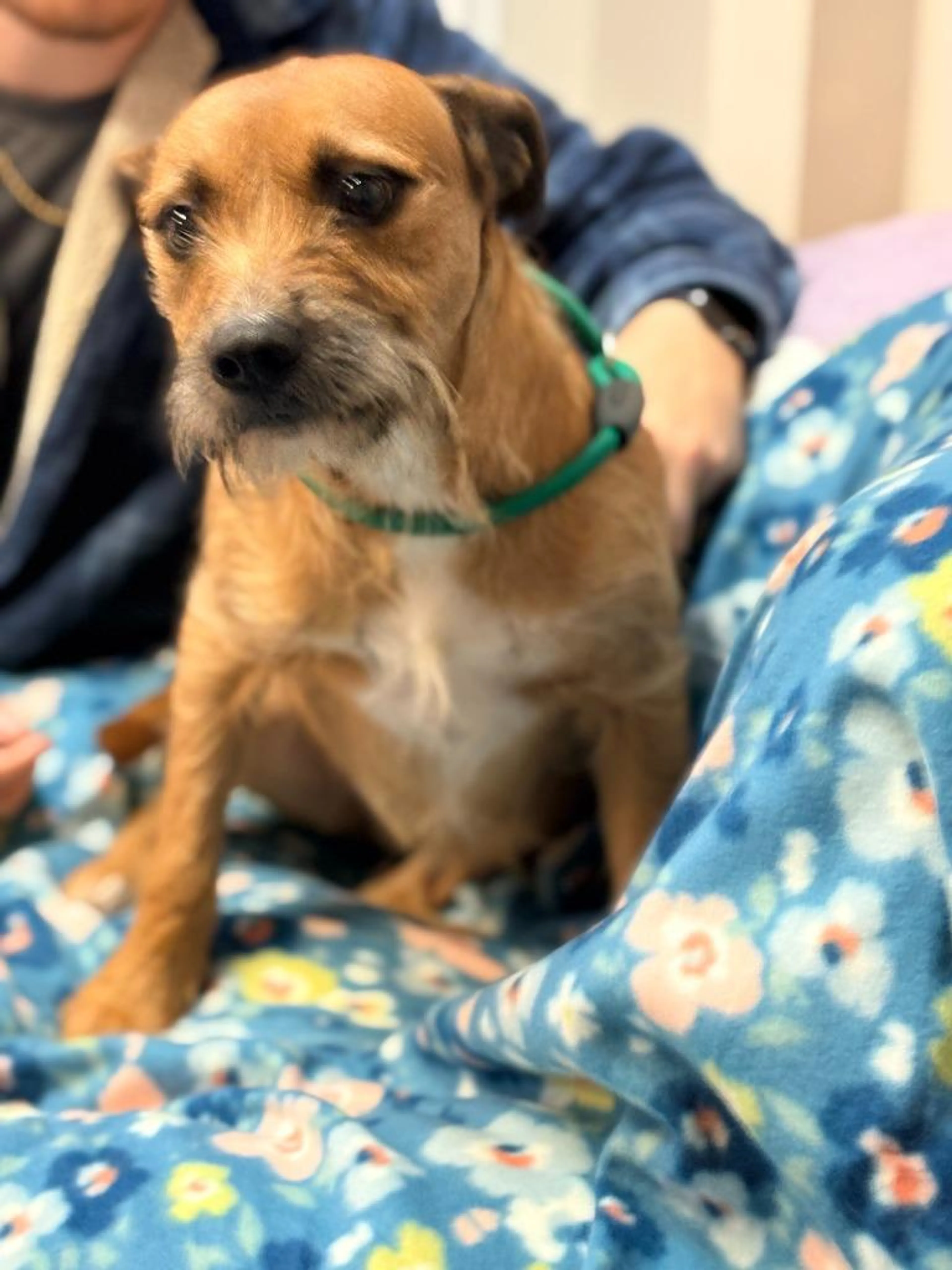 Found pet-2