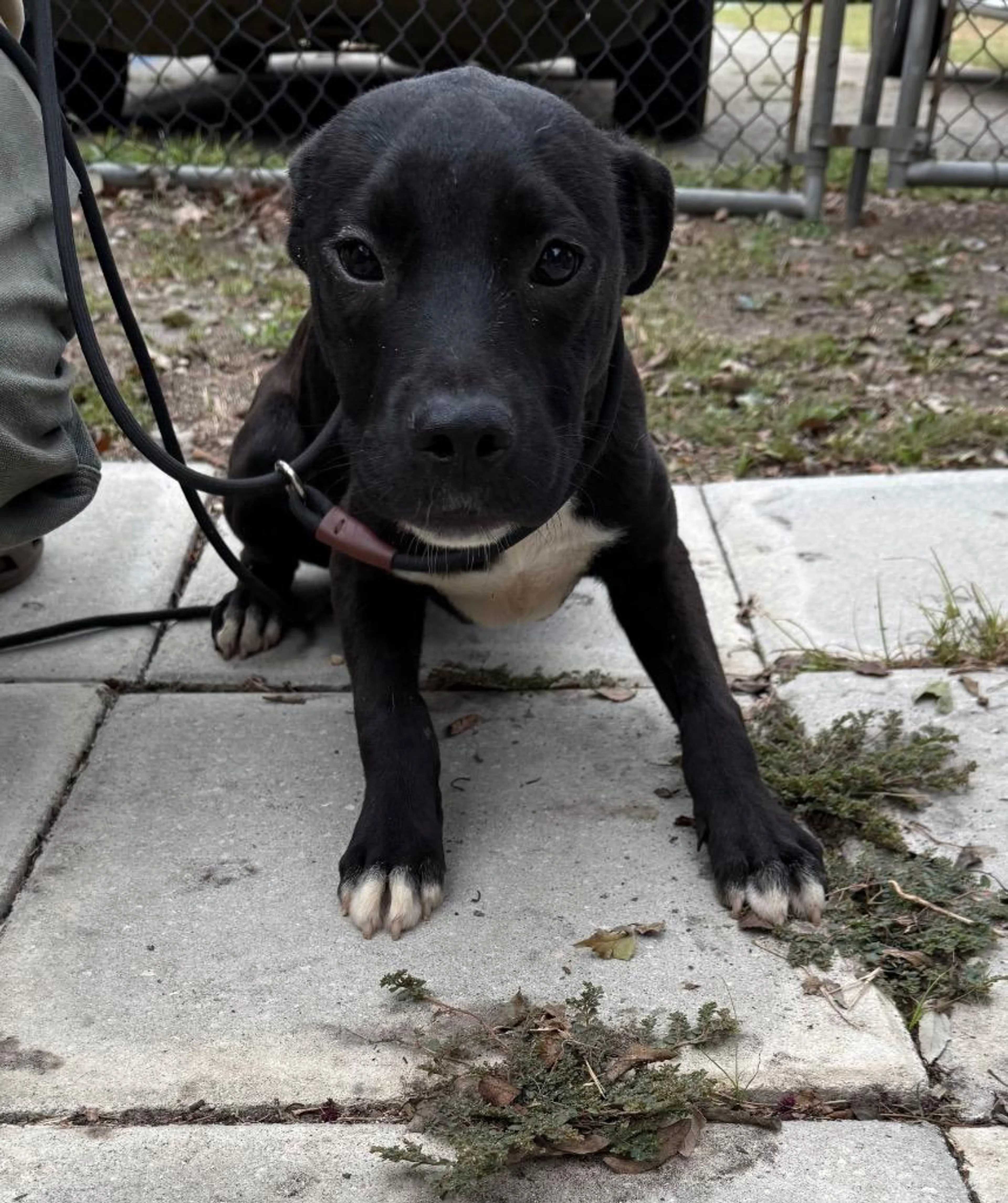 Found pet-4