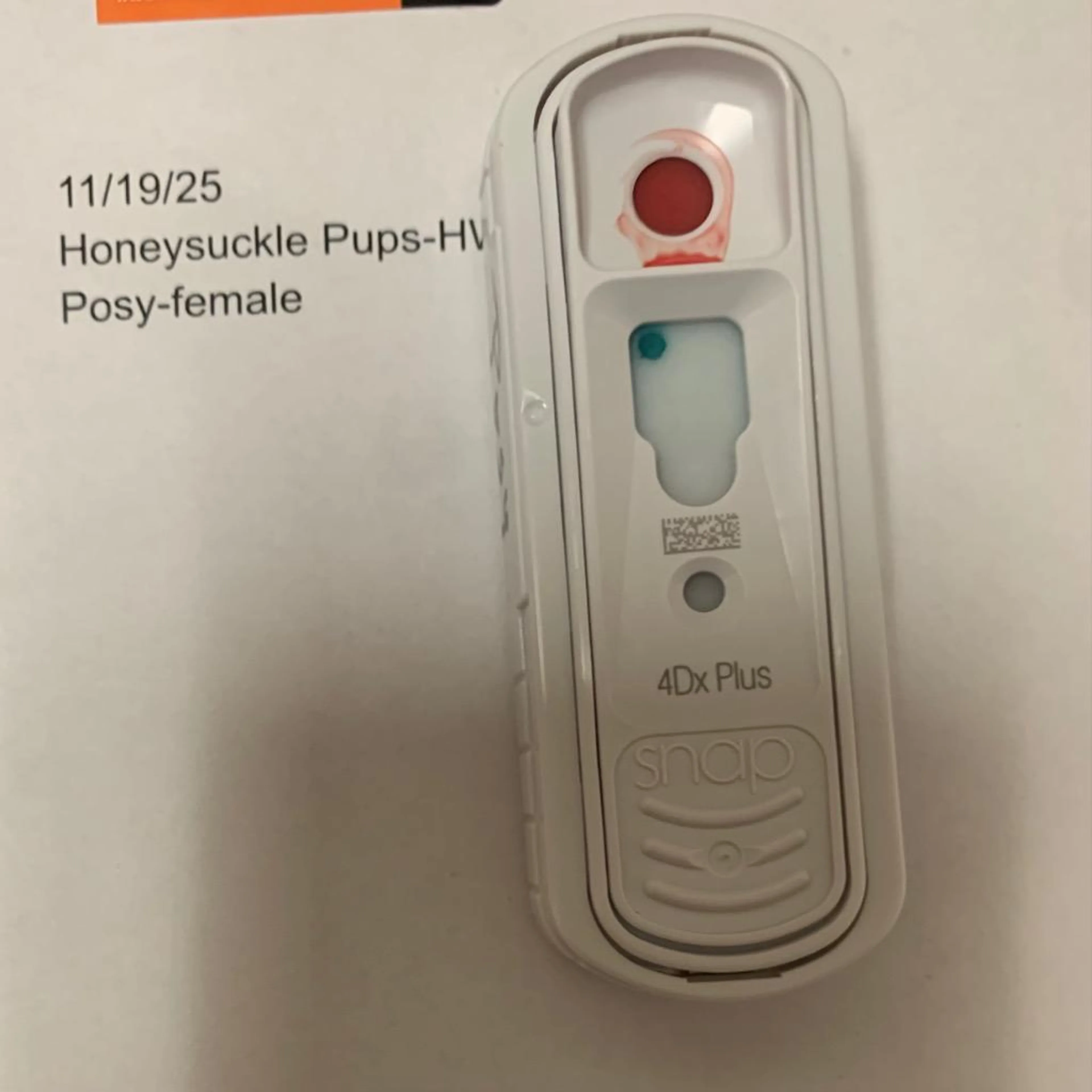 Found pet-2
