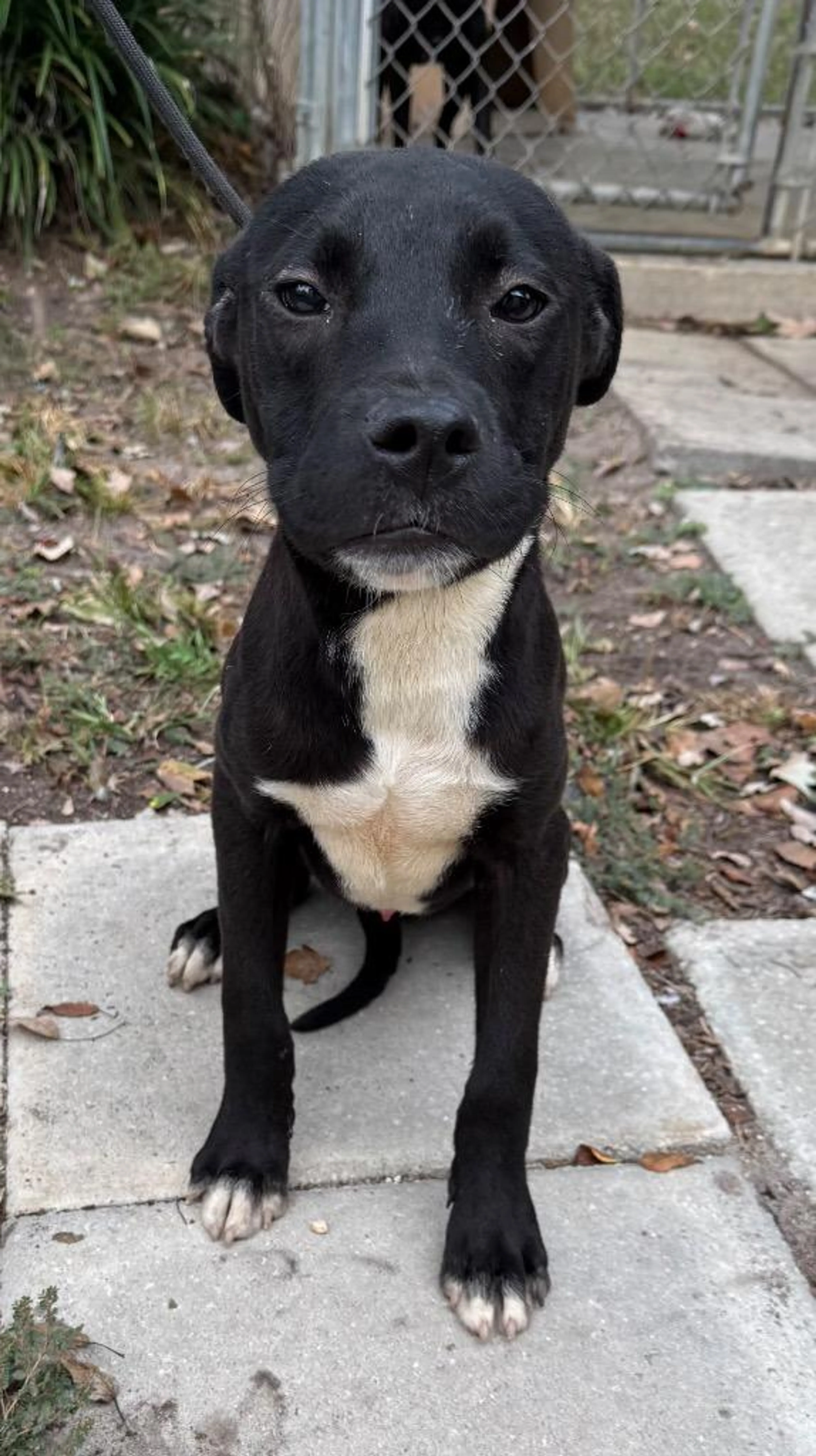 Found pet-1