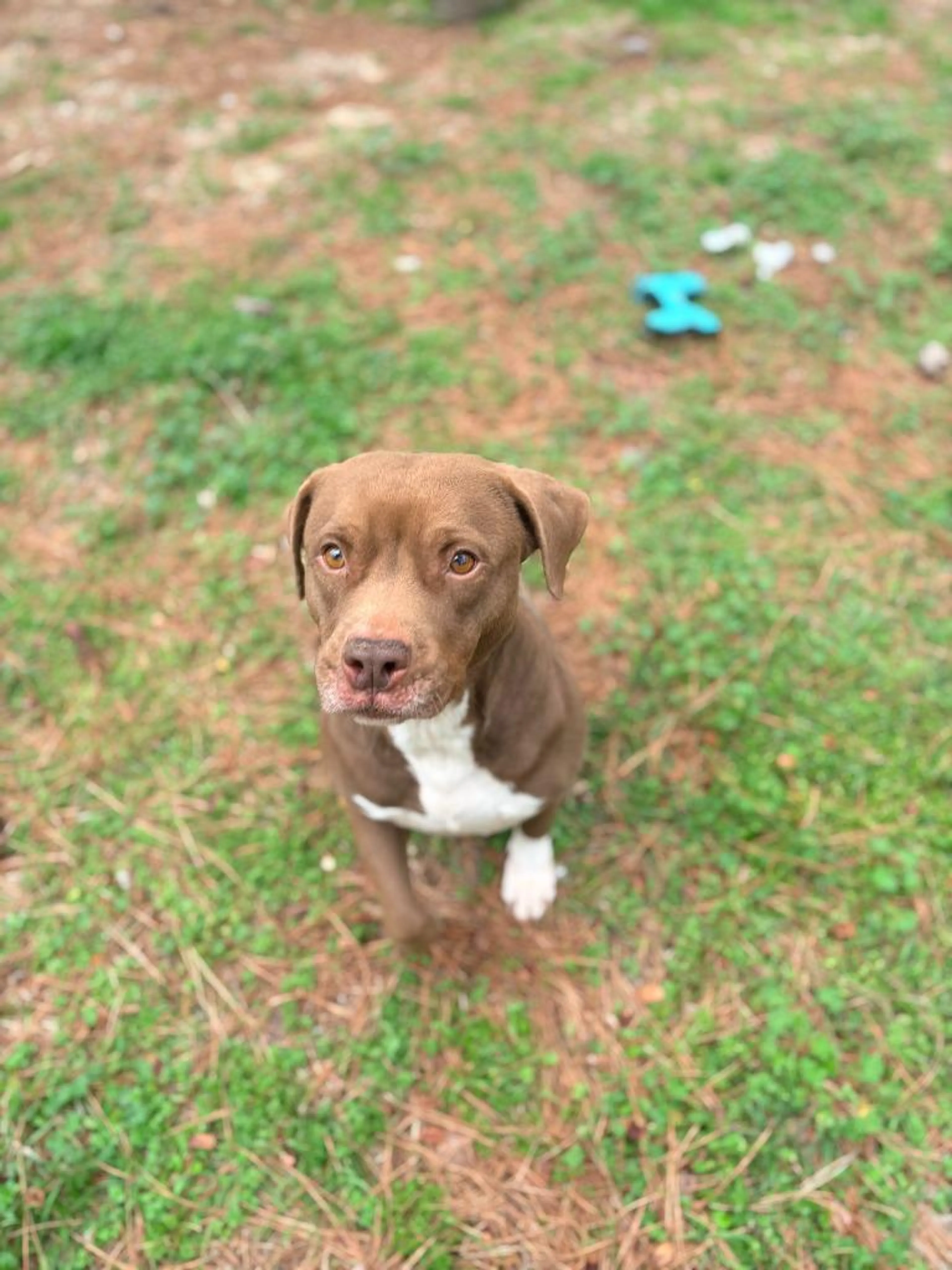 Found pet-2