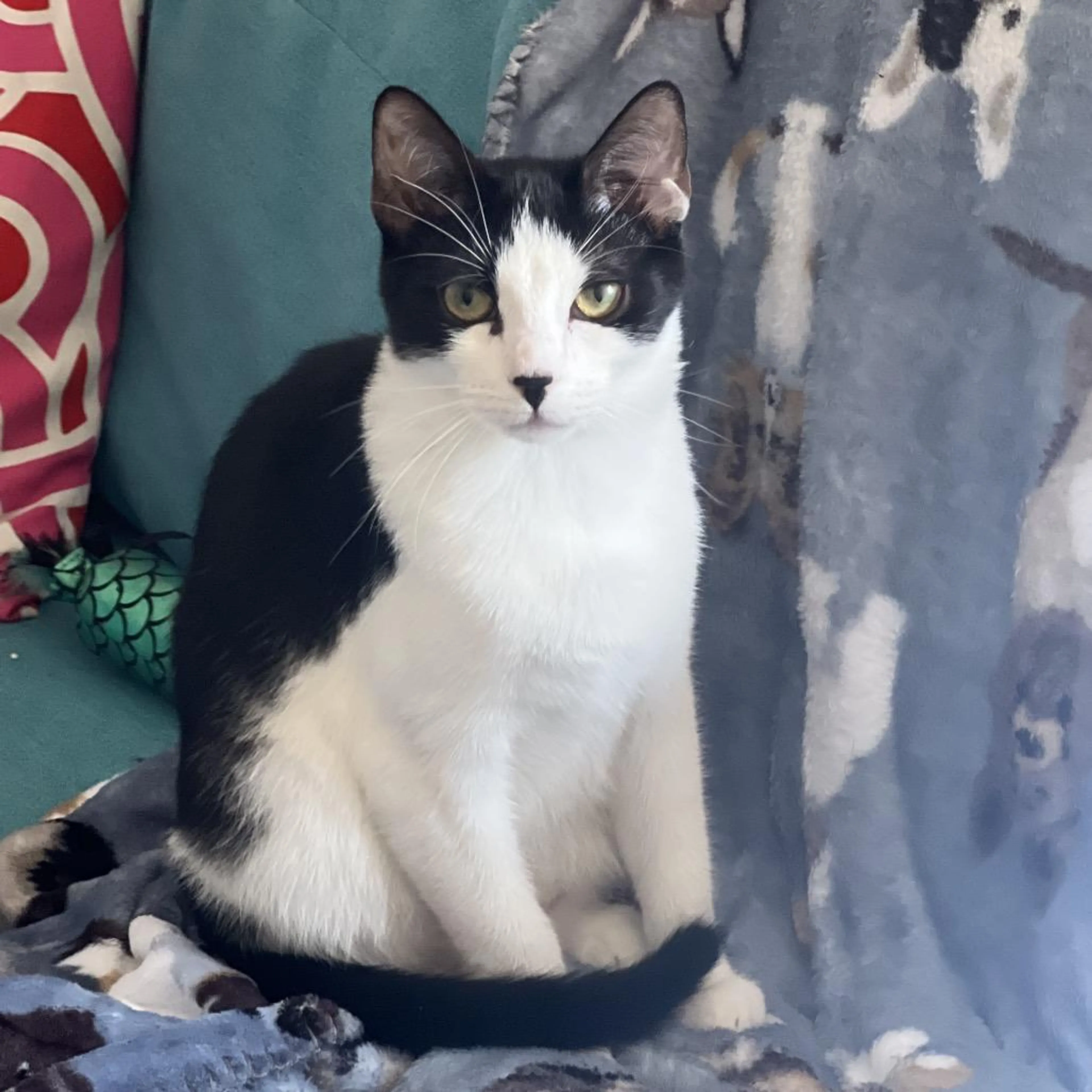 Found pet-4
