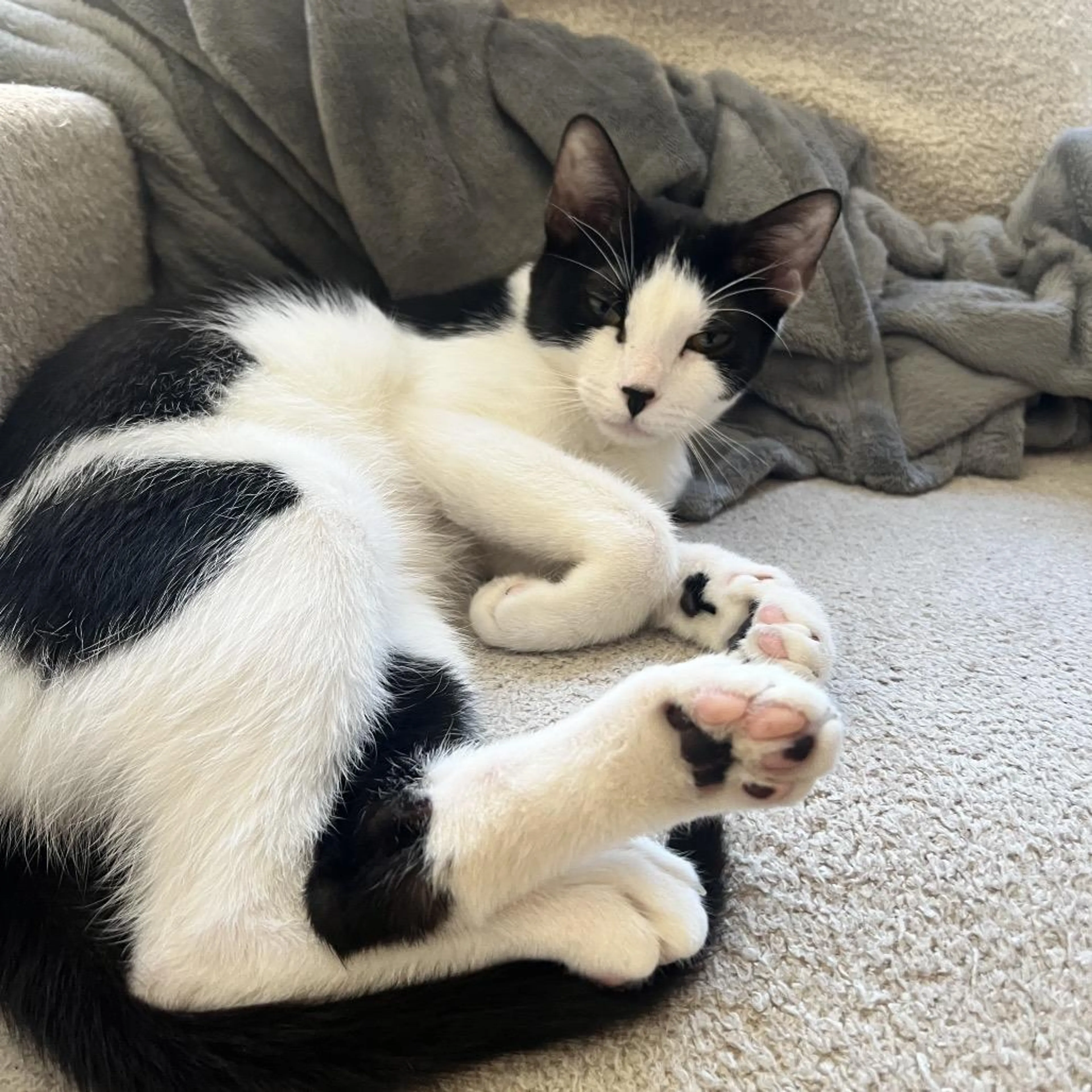 Found pet-2