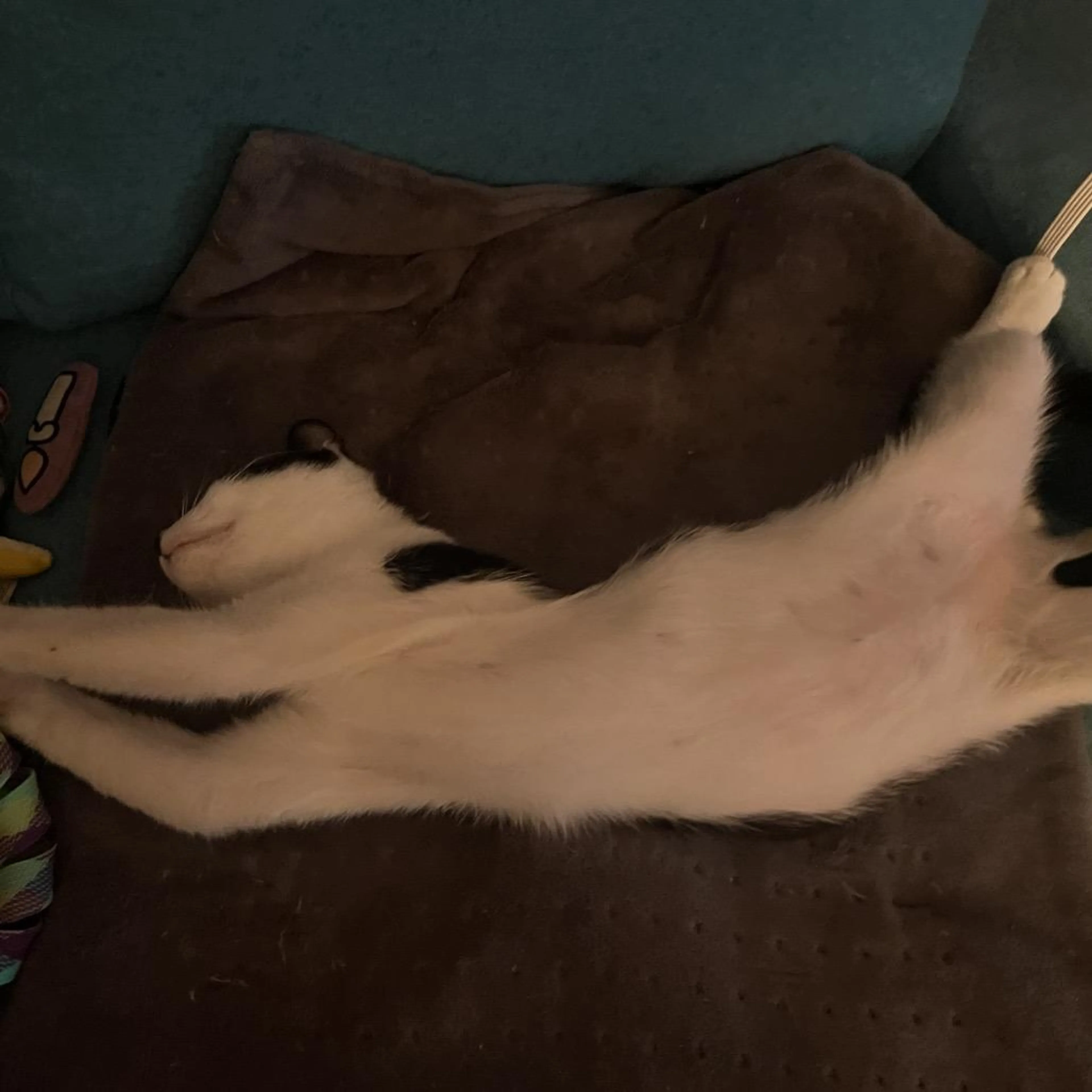 Found pet-1