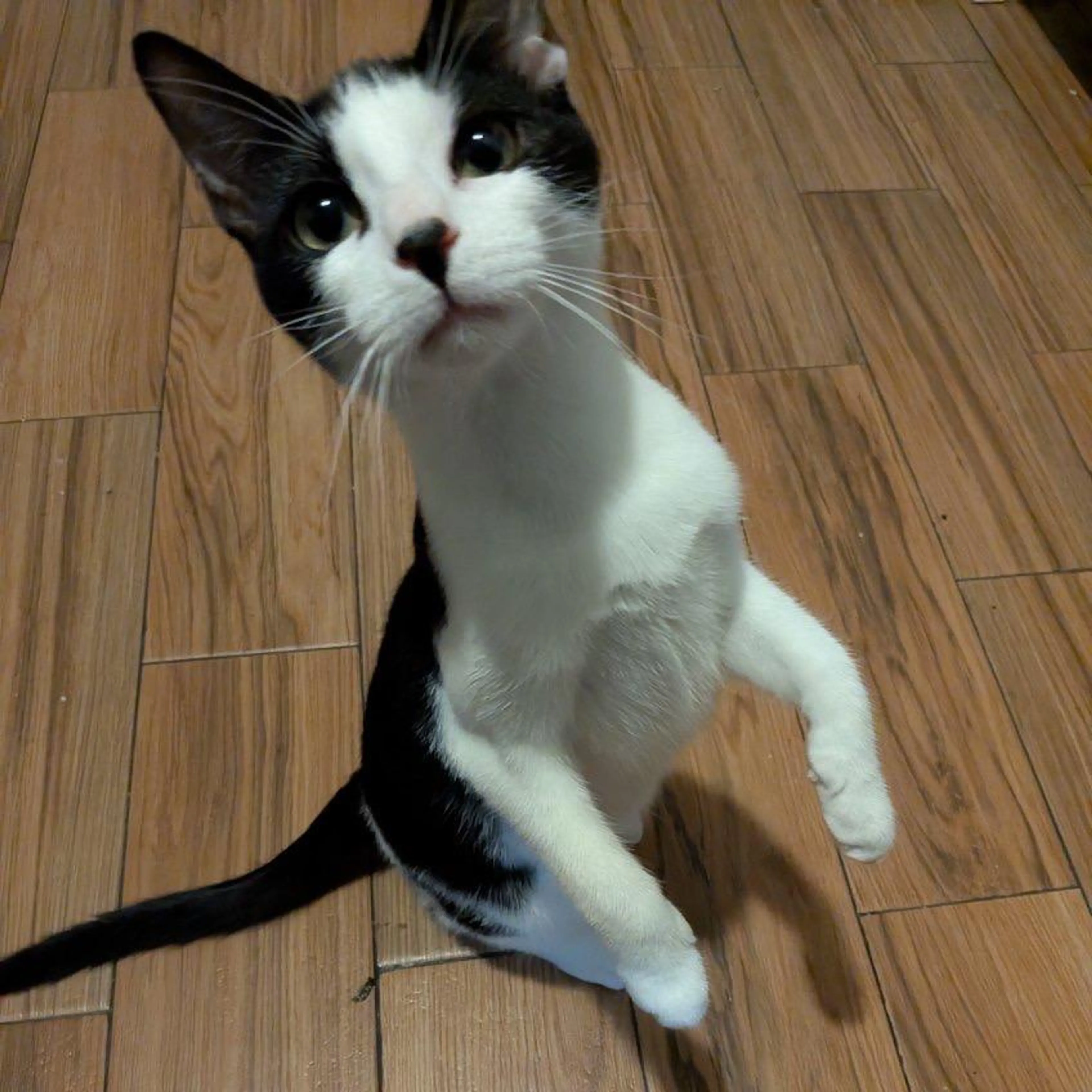 Found pet-0