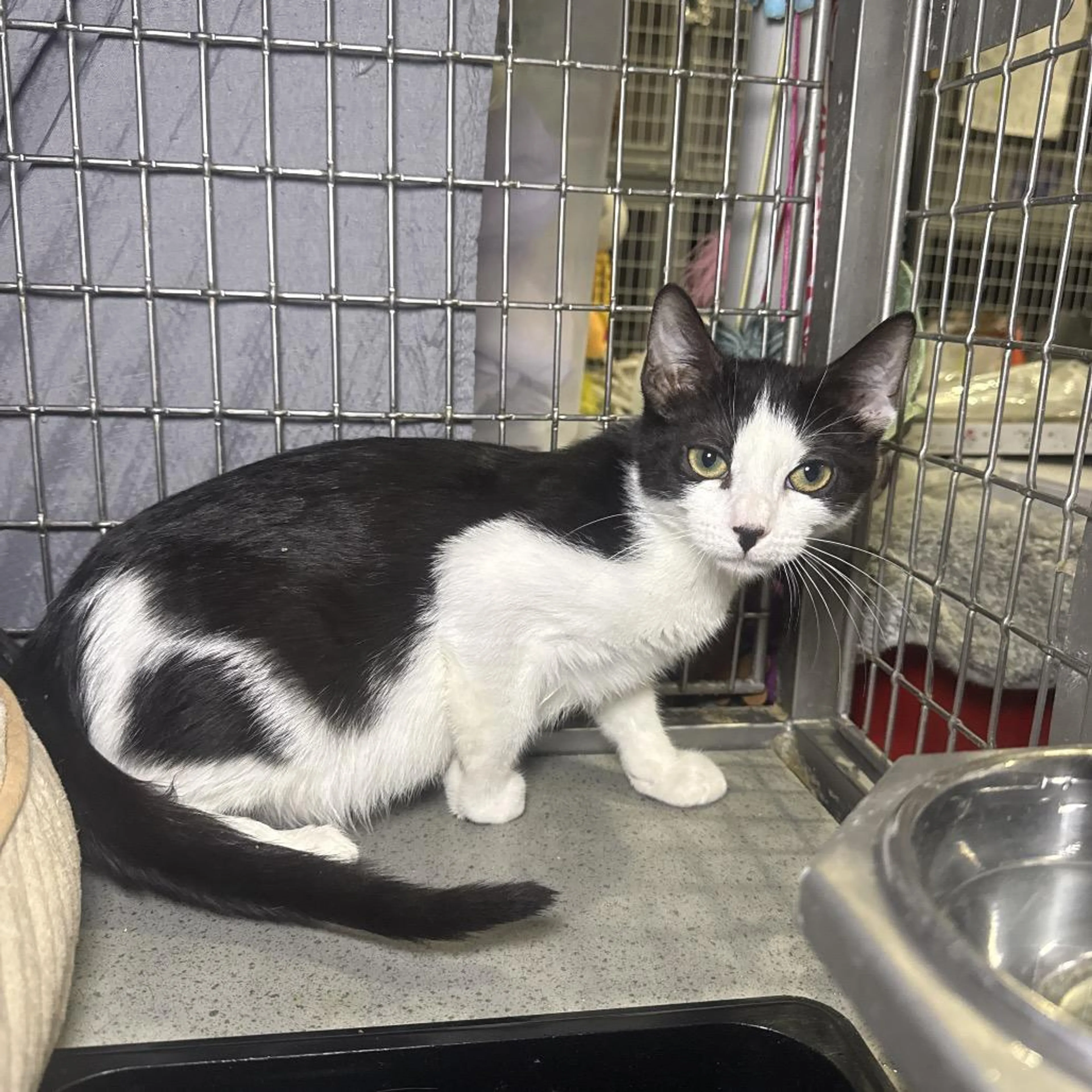 Found pet-3