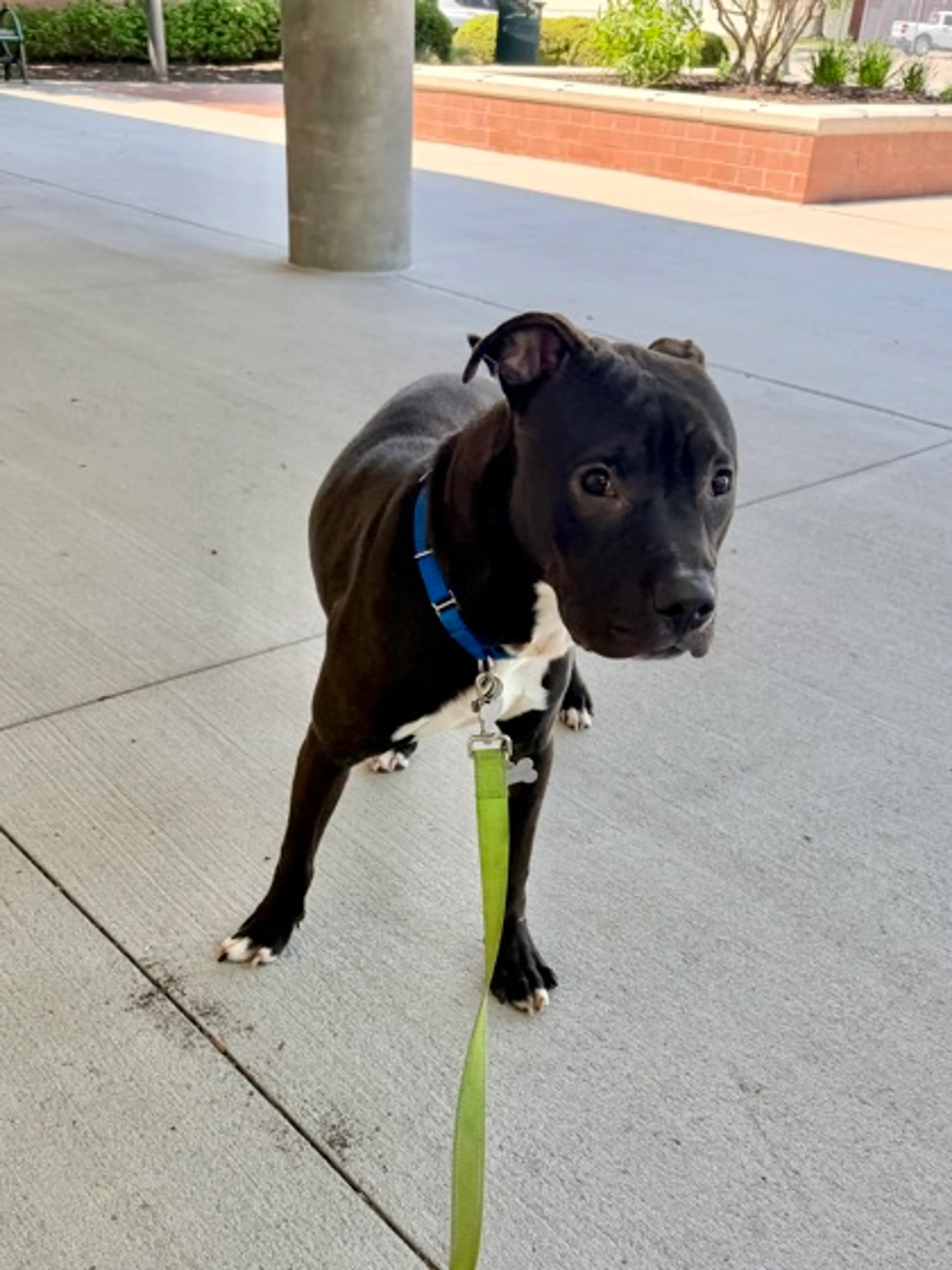 Found pet-2