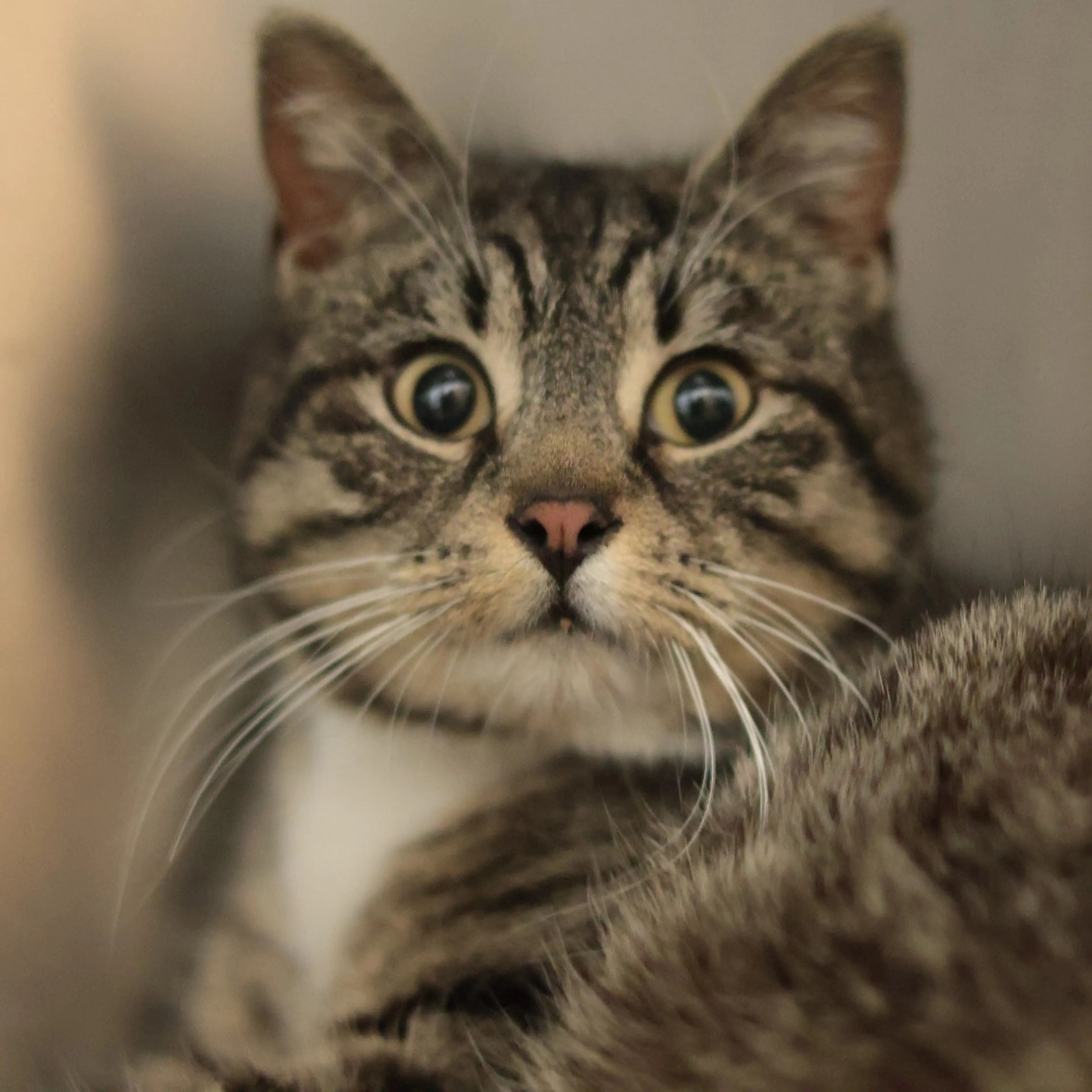 Found pet-2