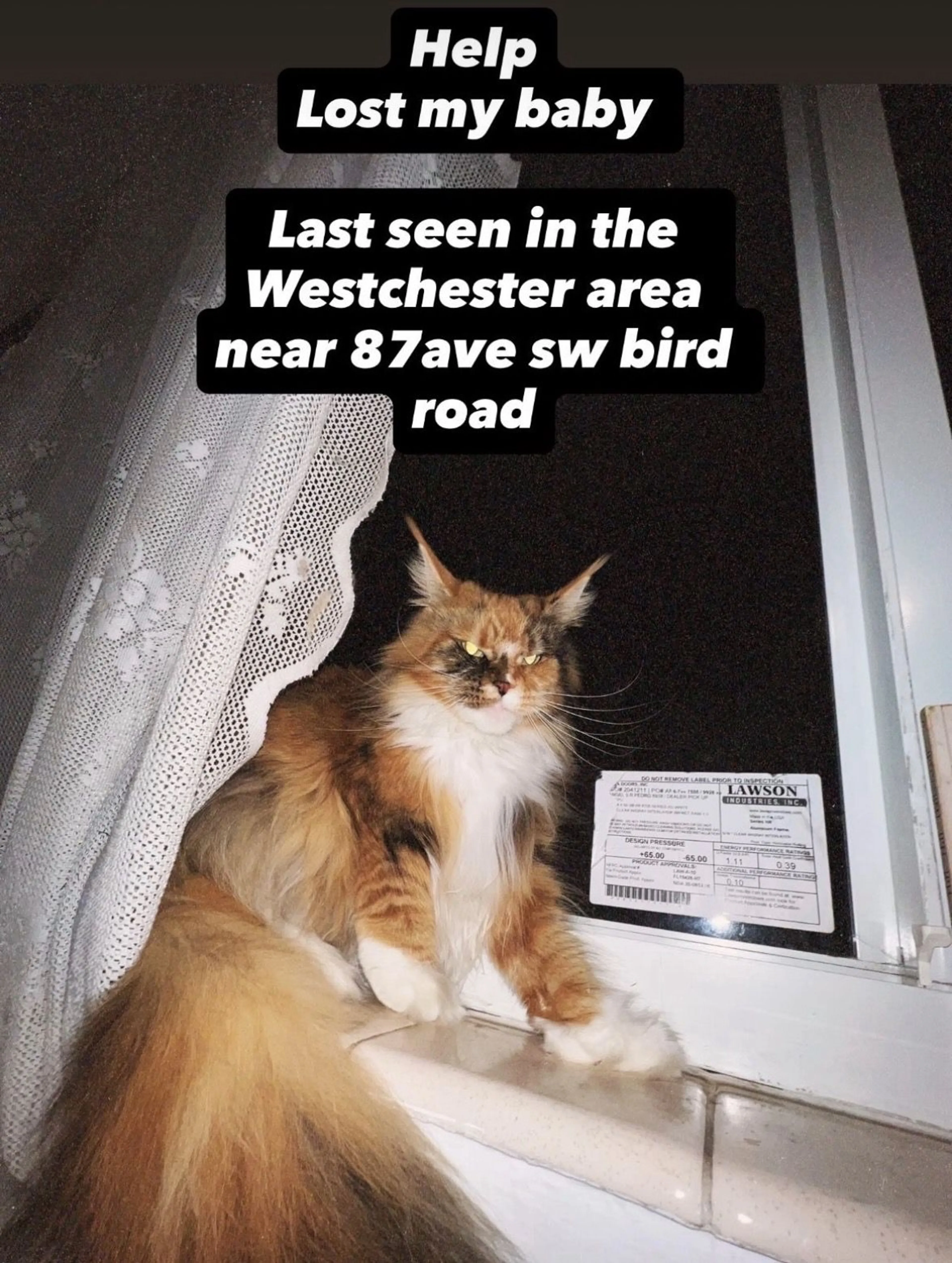 Lost pet-0