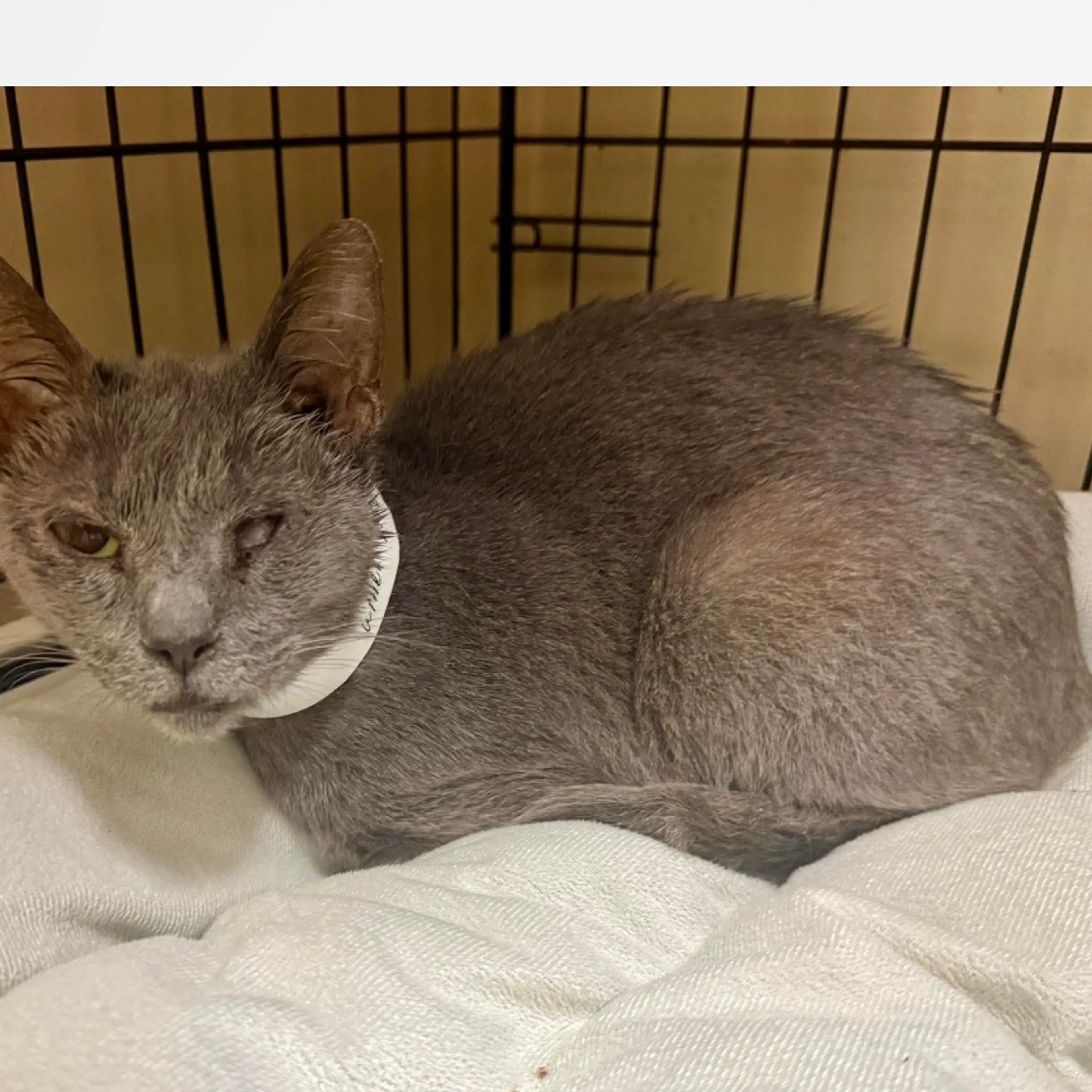 Found pet