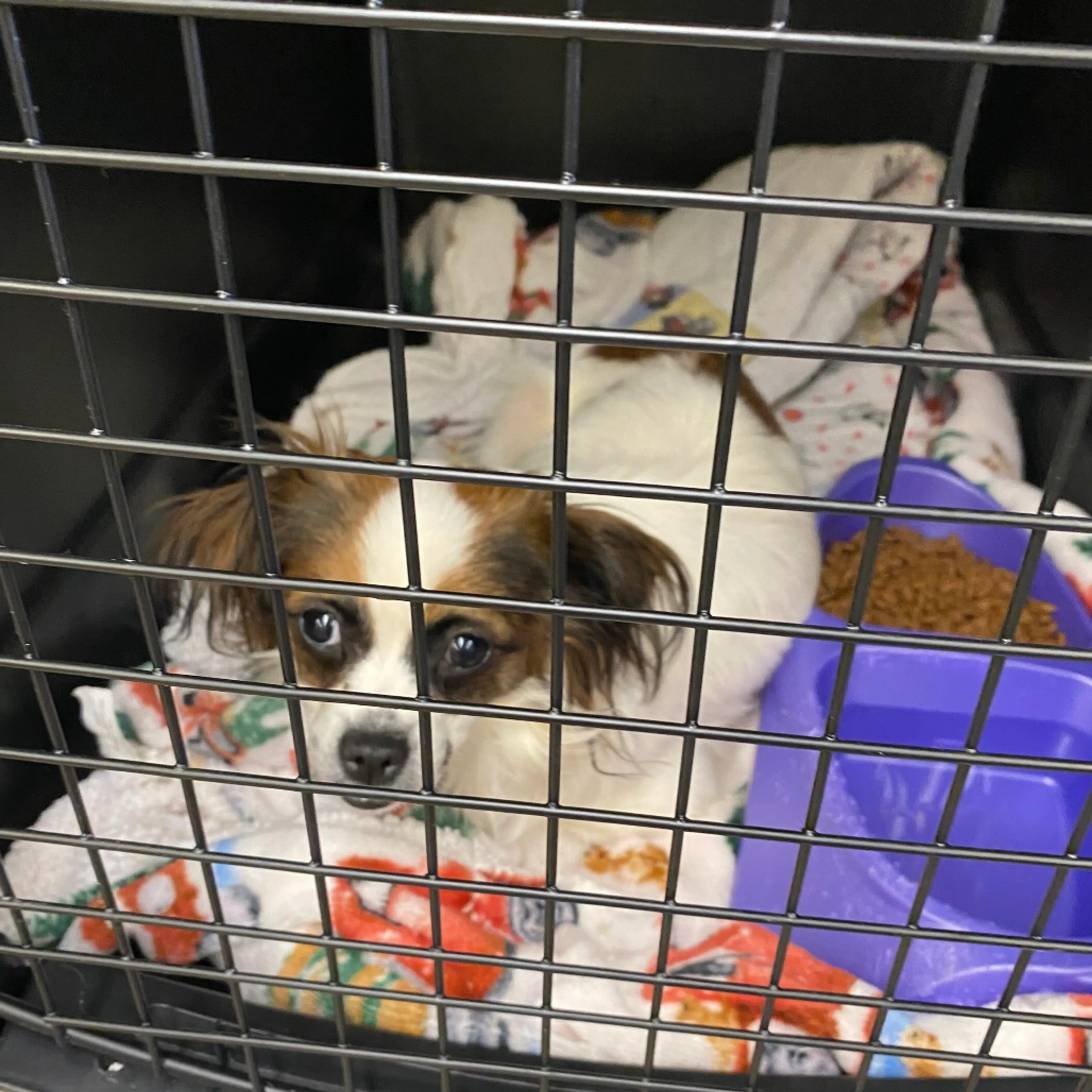 Found pet-1