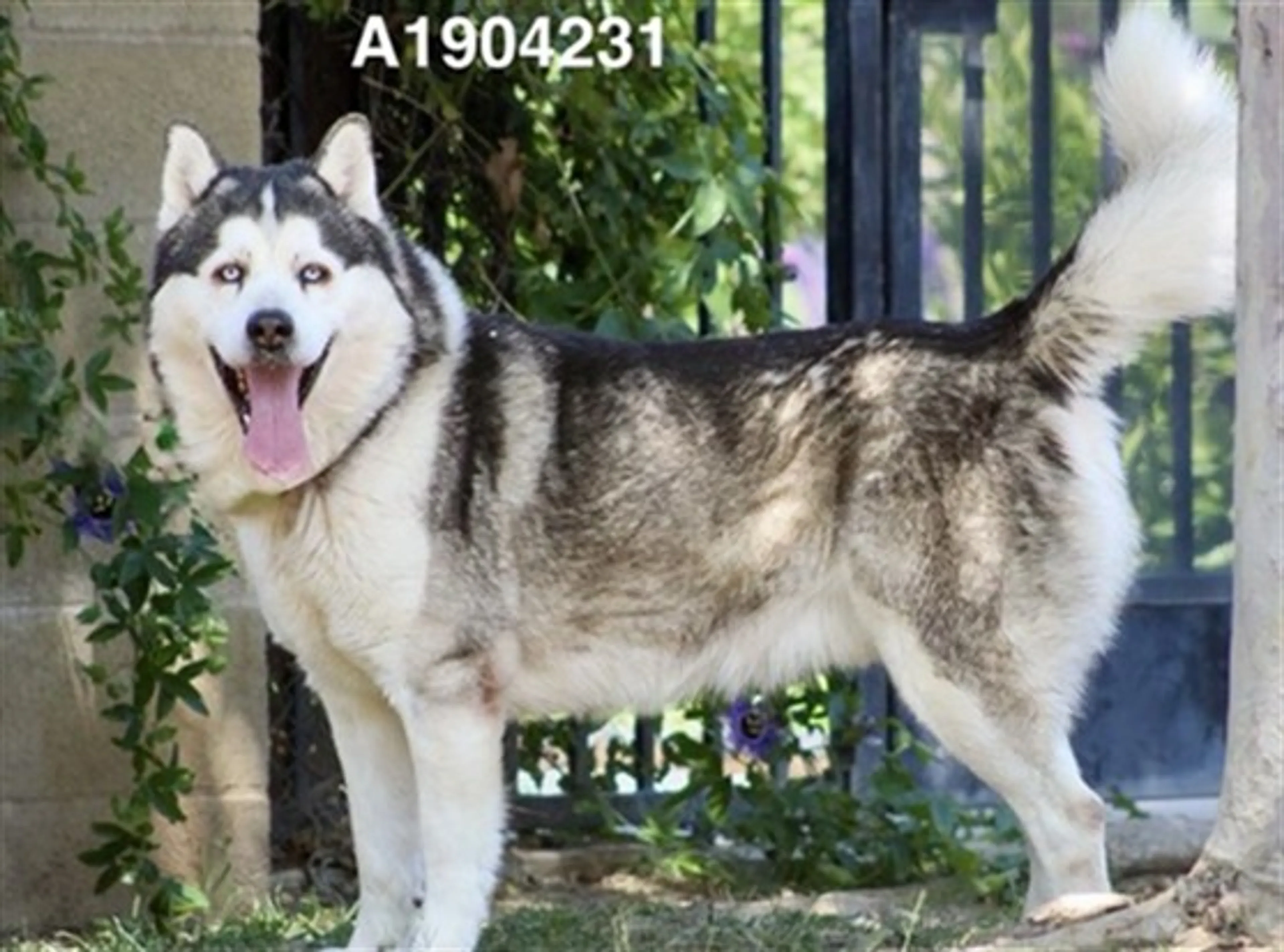 Found pet