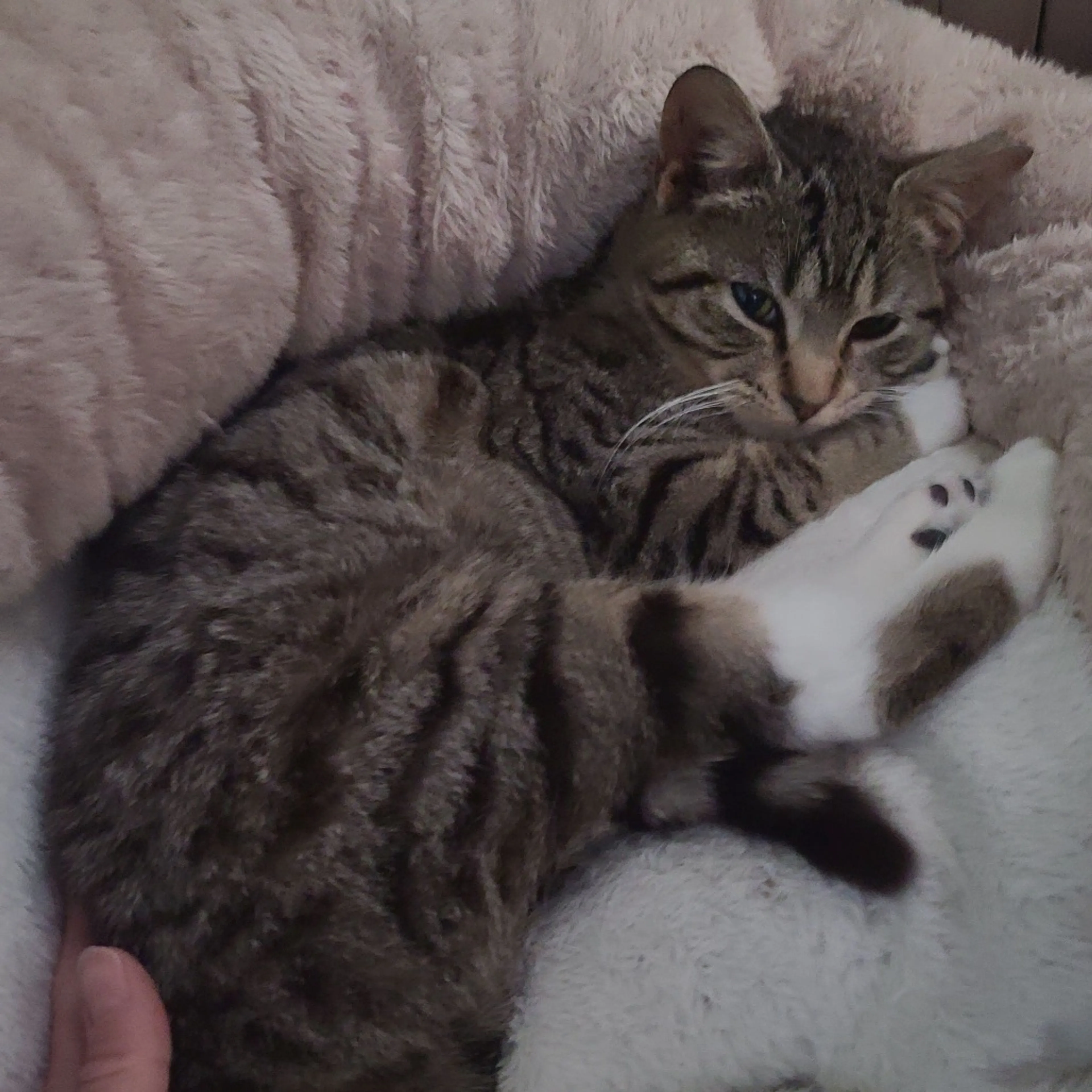 Found pet-0