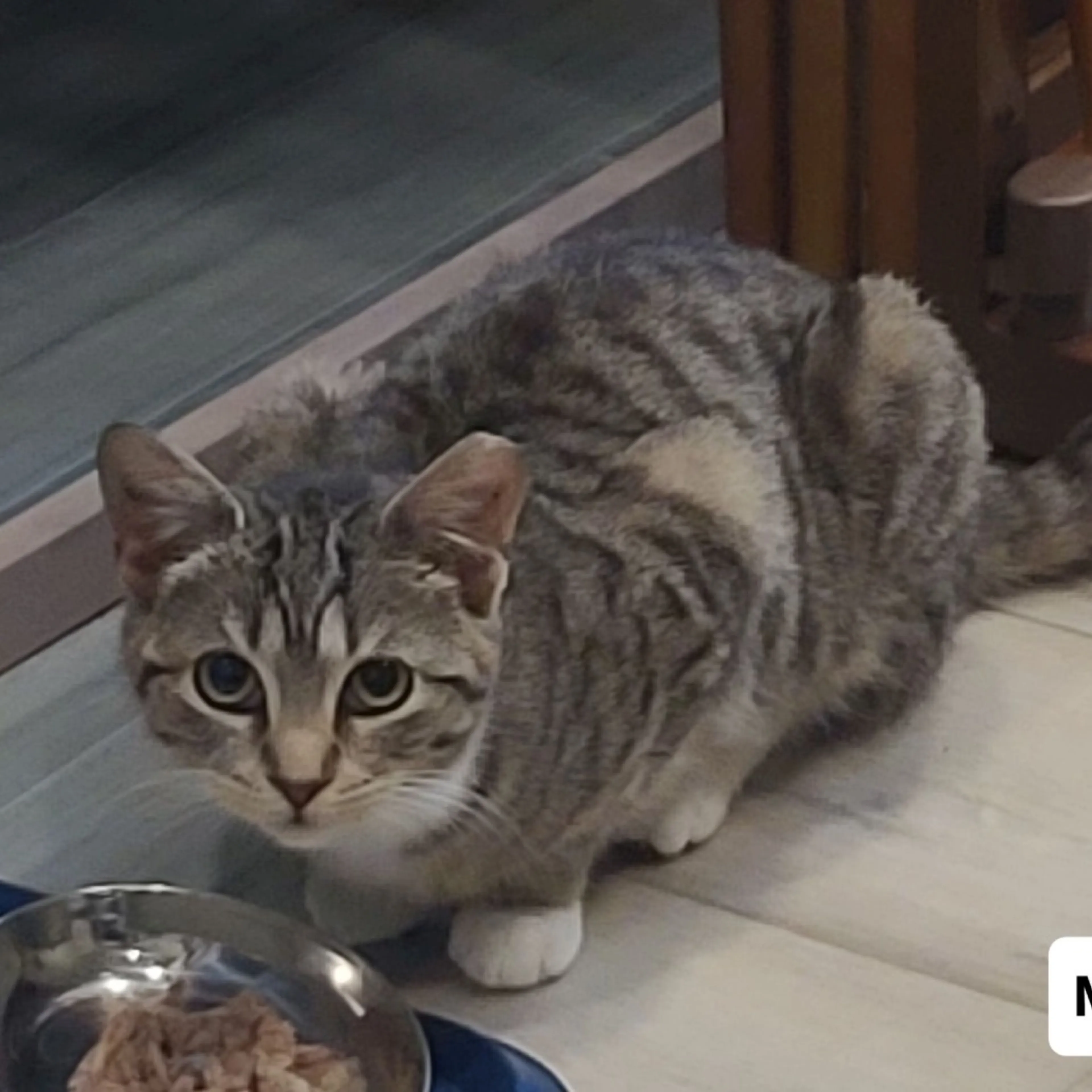 Found pet-1