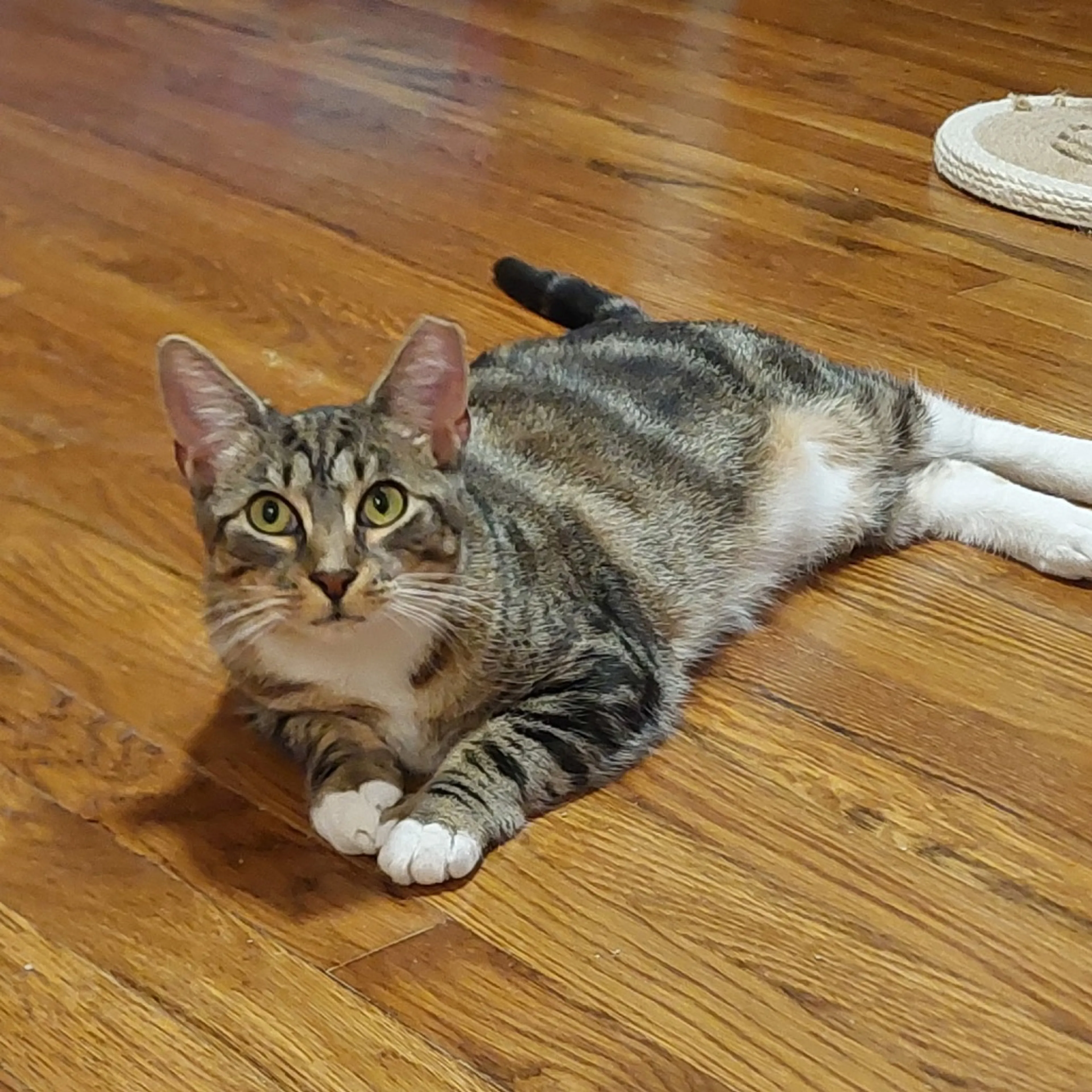 Found pet-0