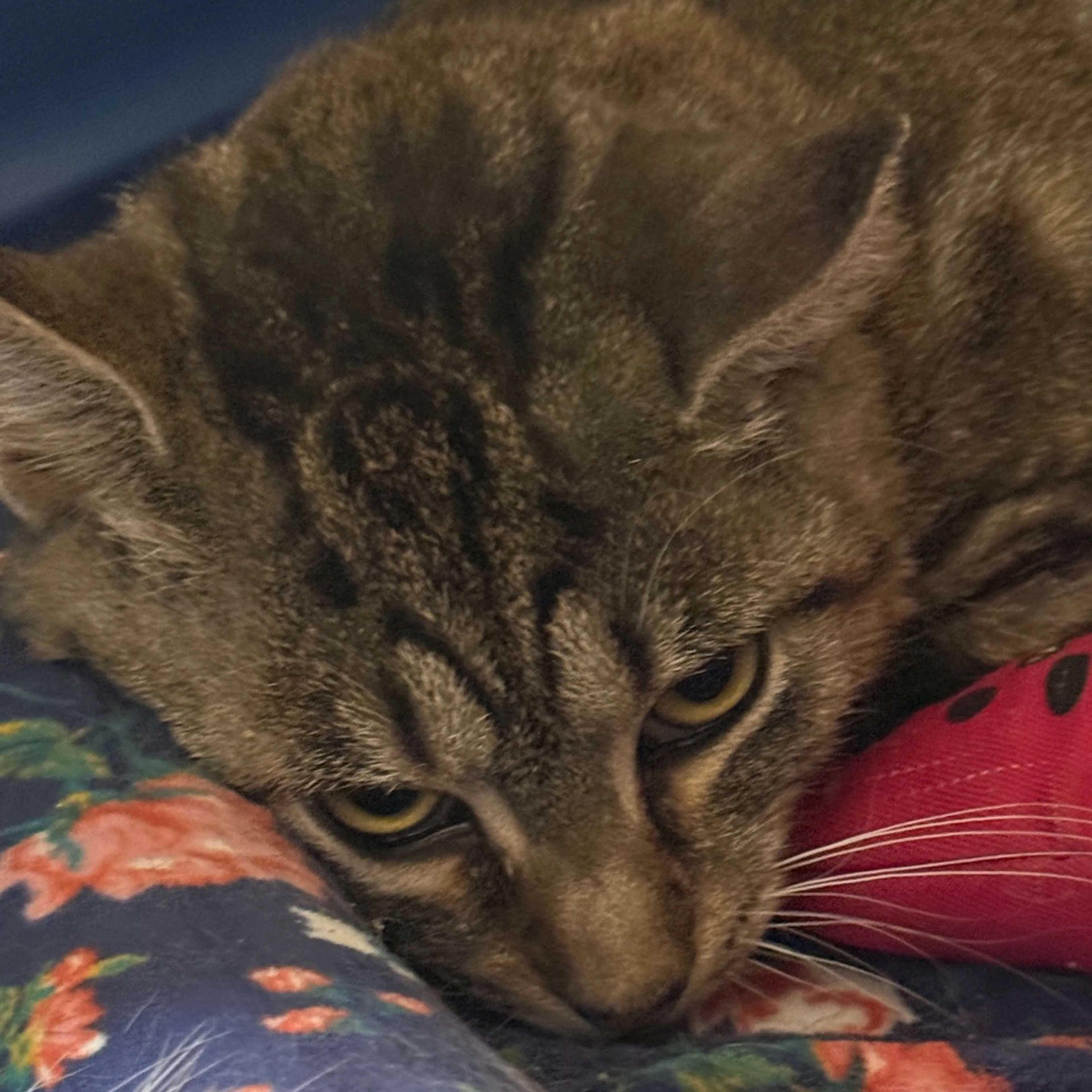 Found pet-1