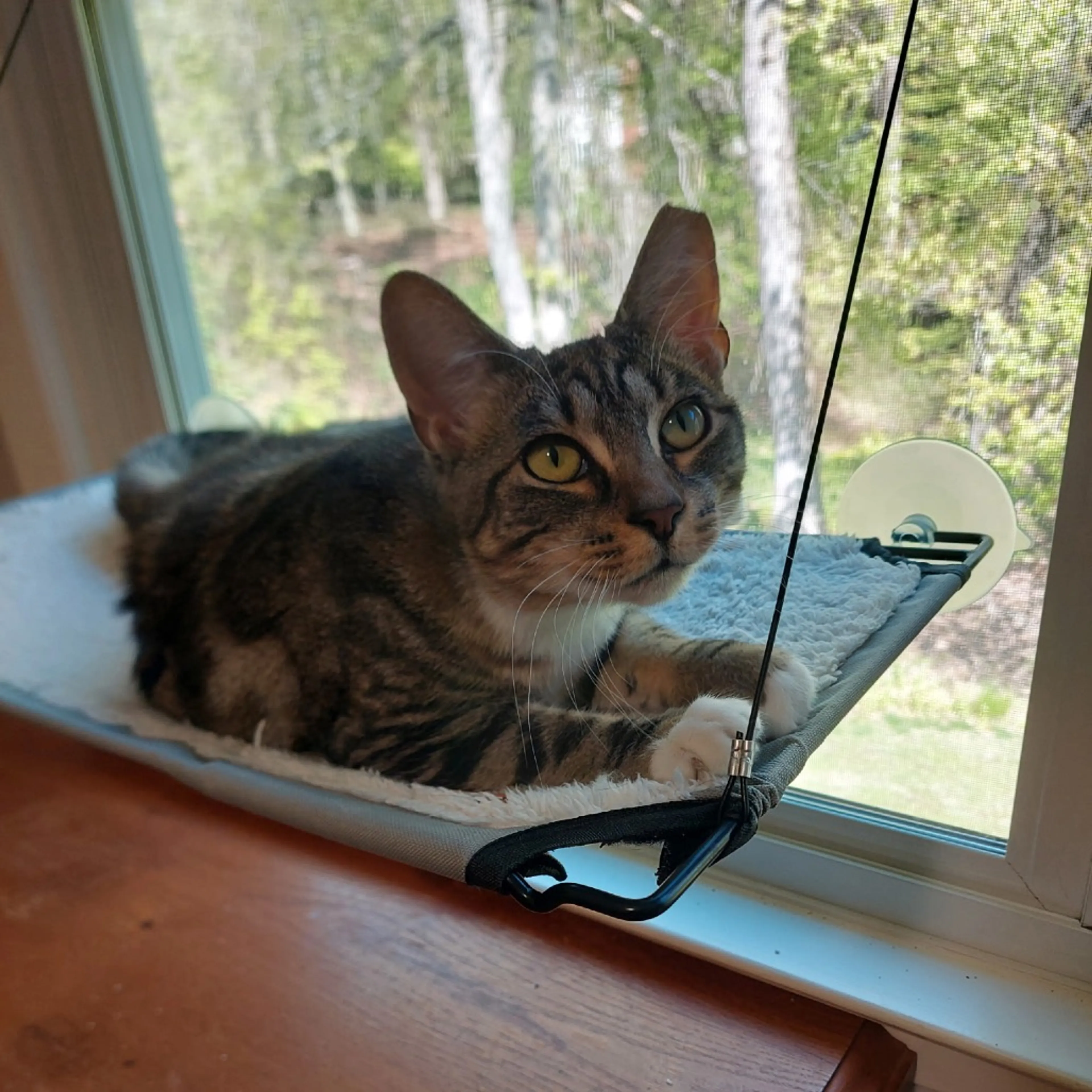 Found pet-2