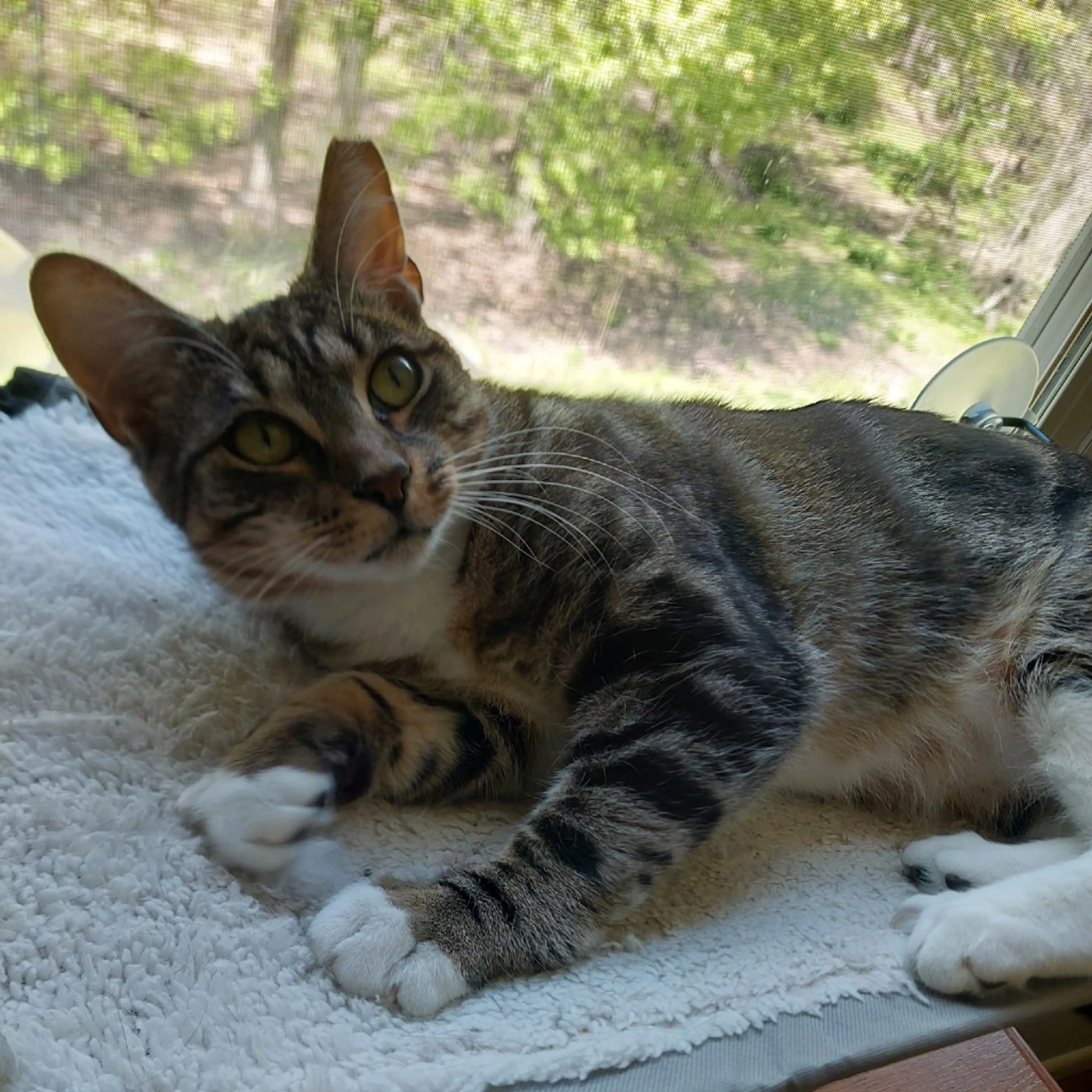 Found pet-4