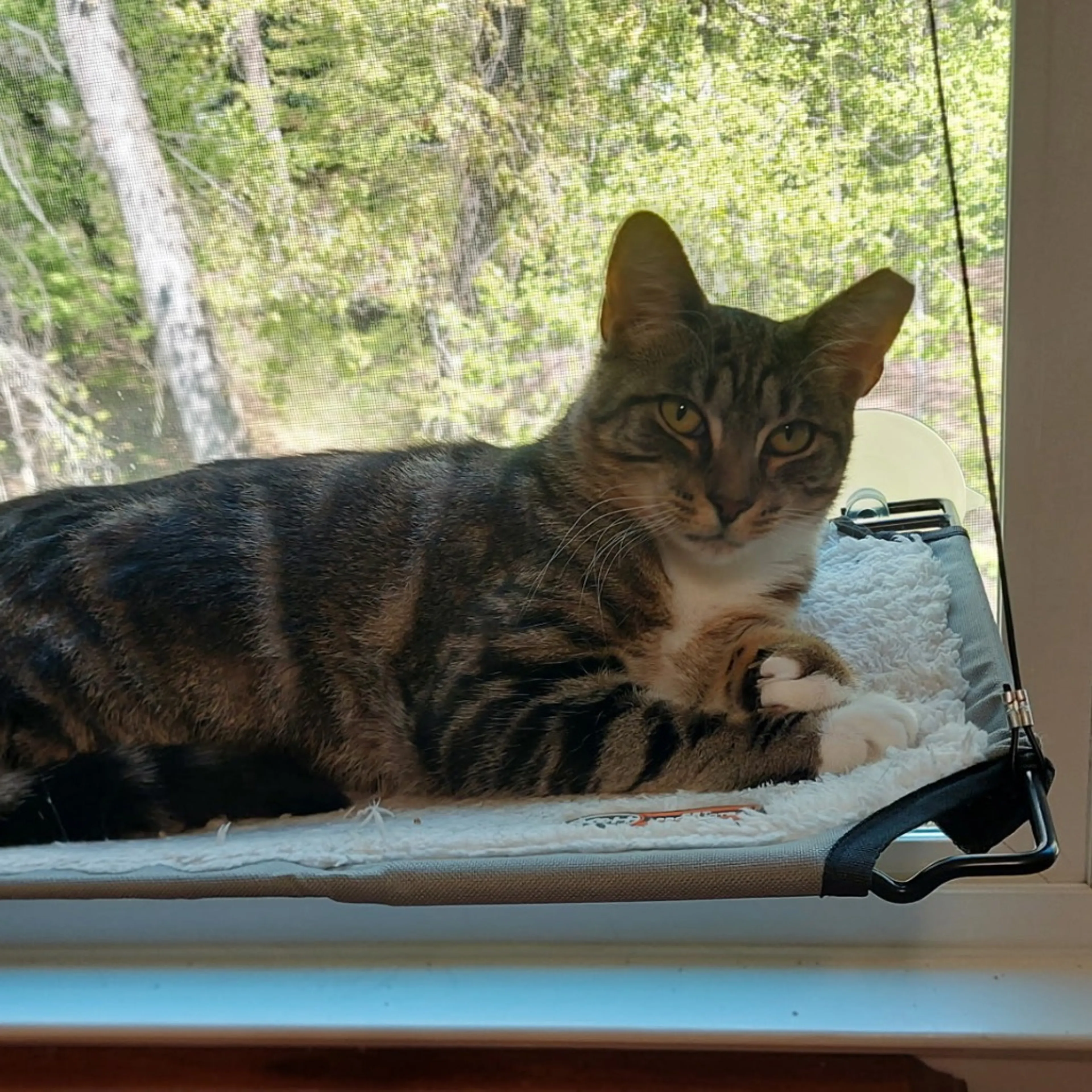 Found pet-3