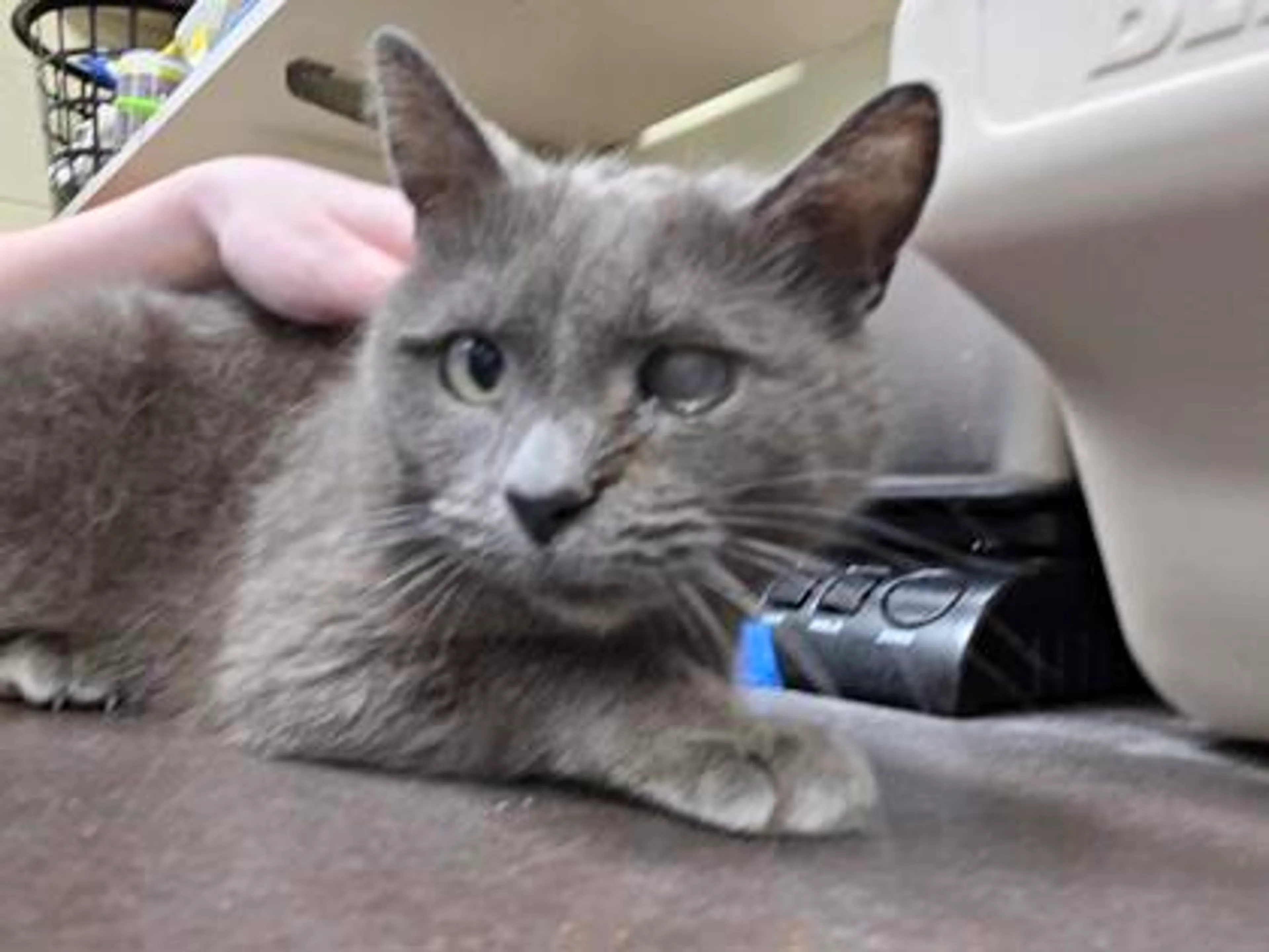 Found pet