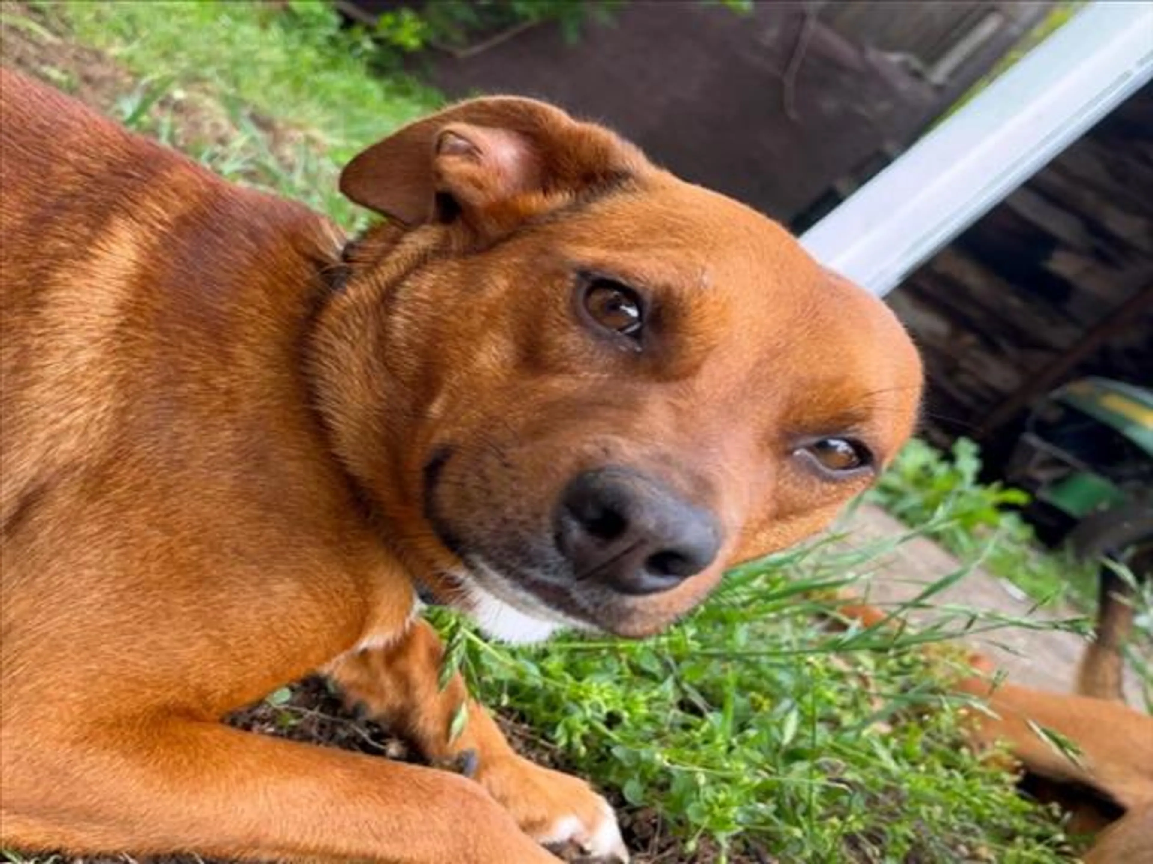 Found pet