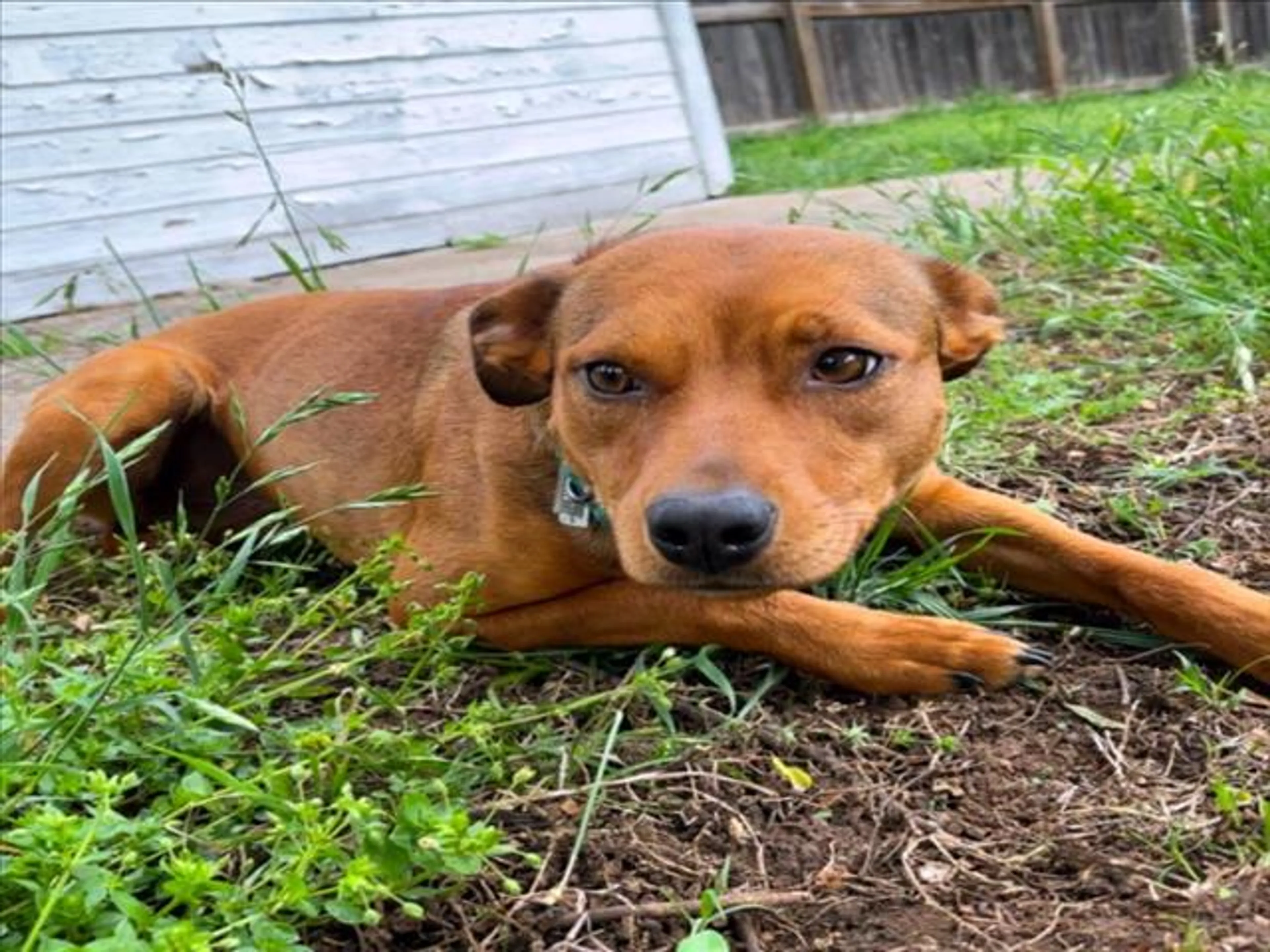 Found pet