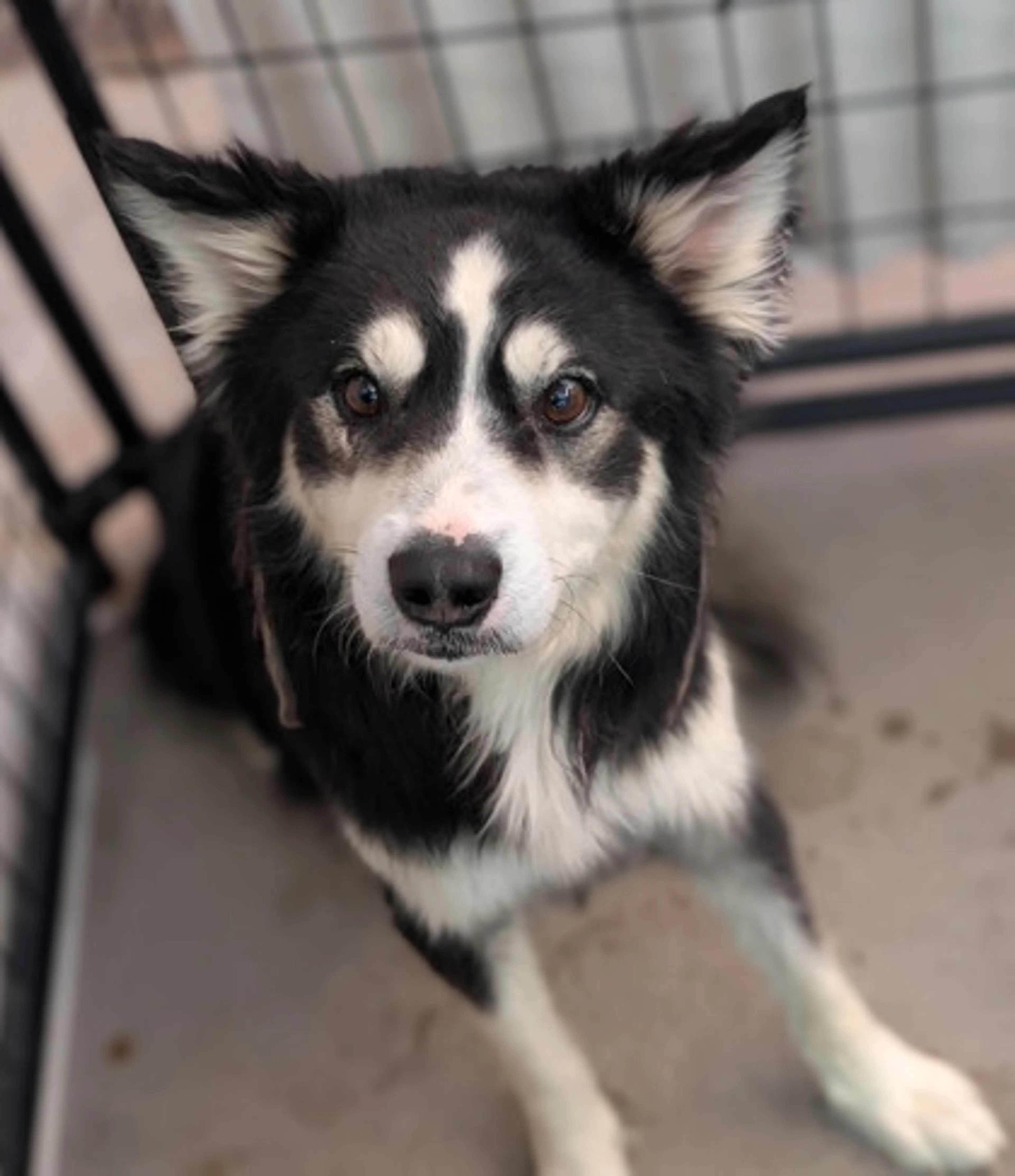 Found pet