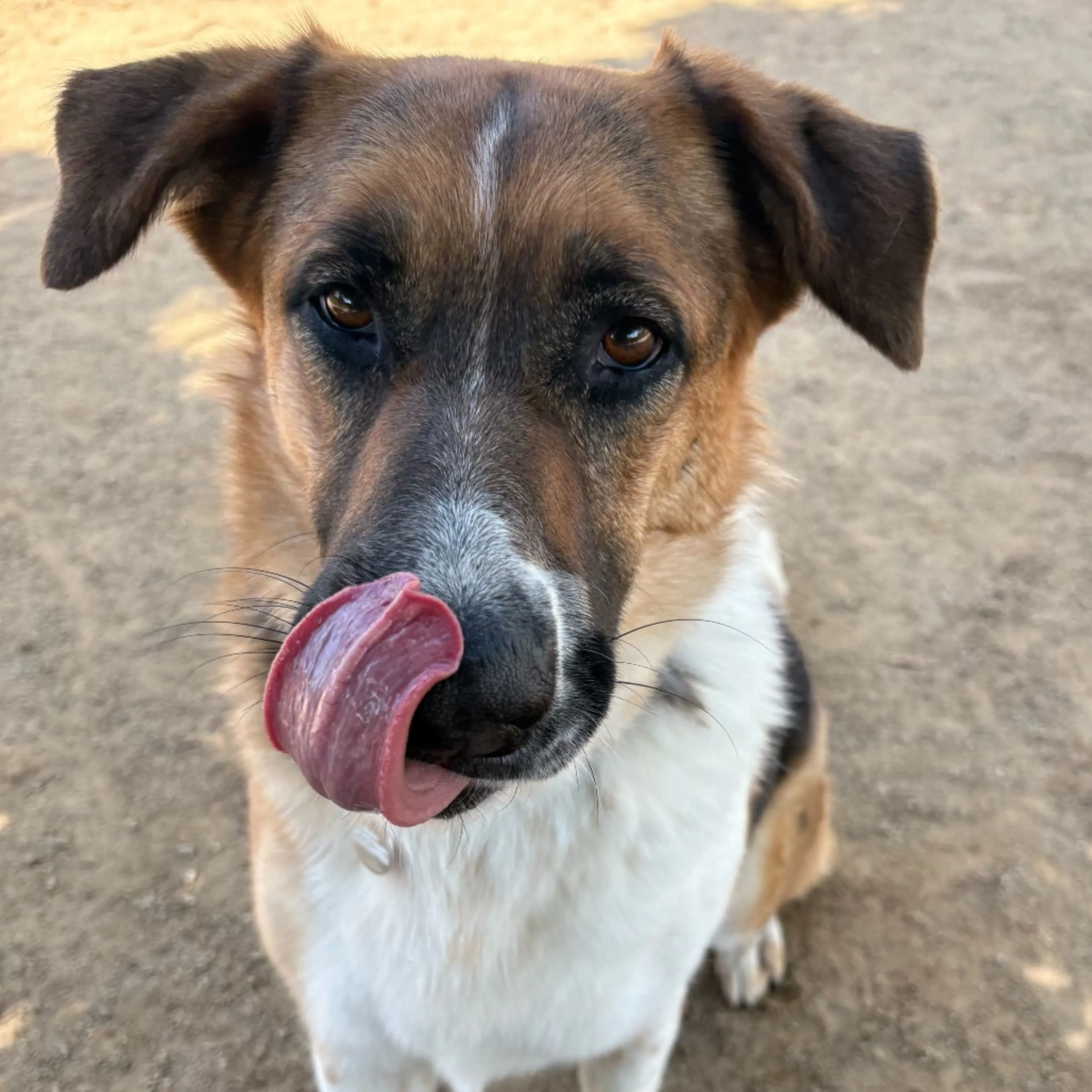 Found pet-3