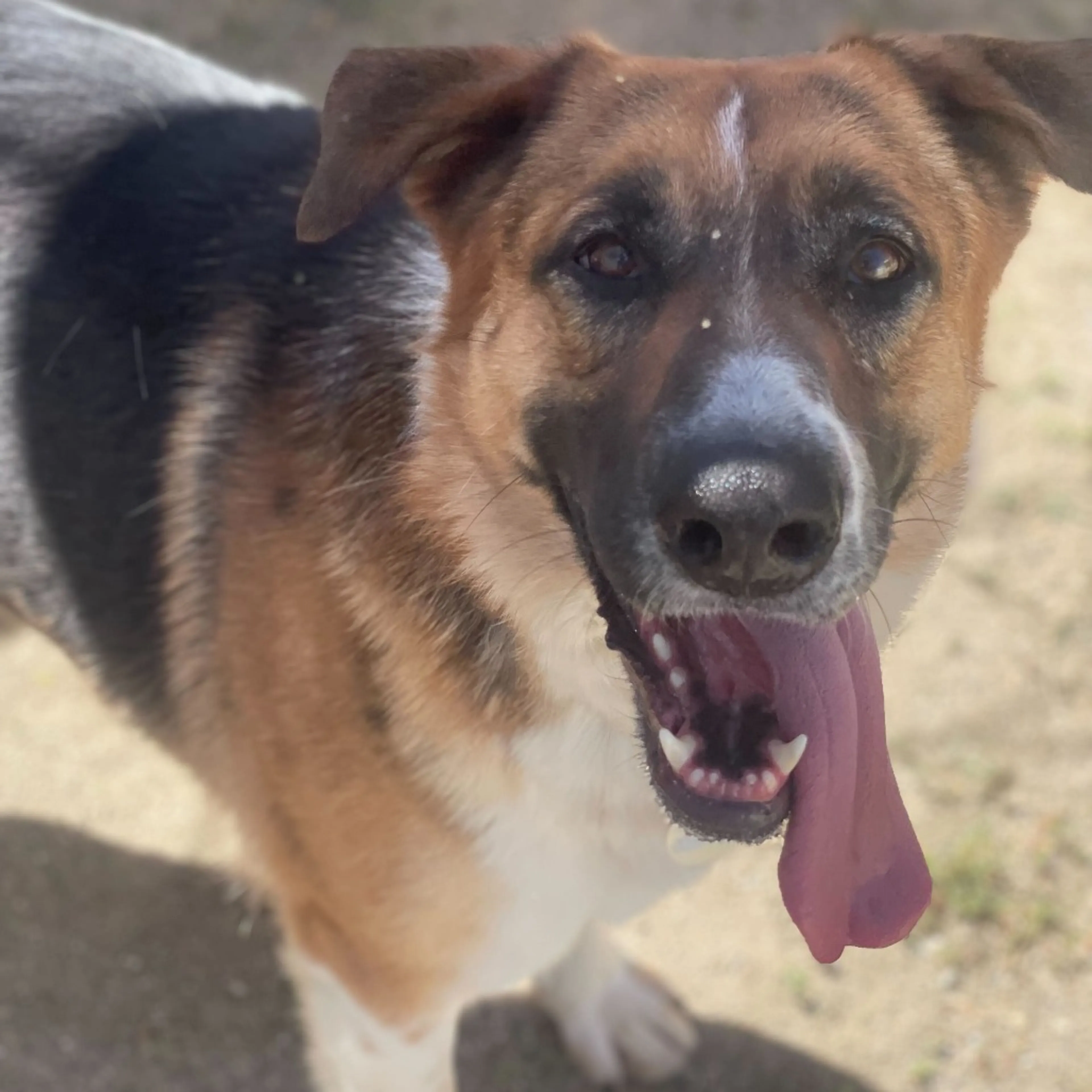 Found pet-2