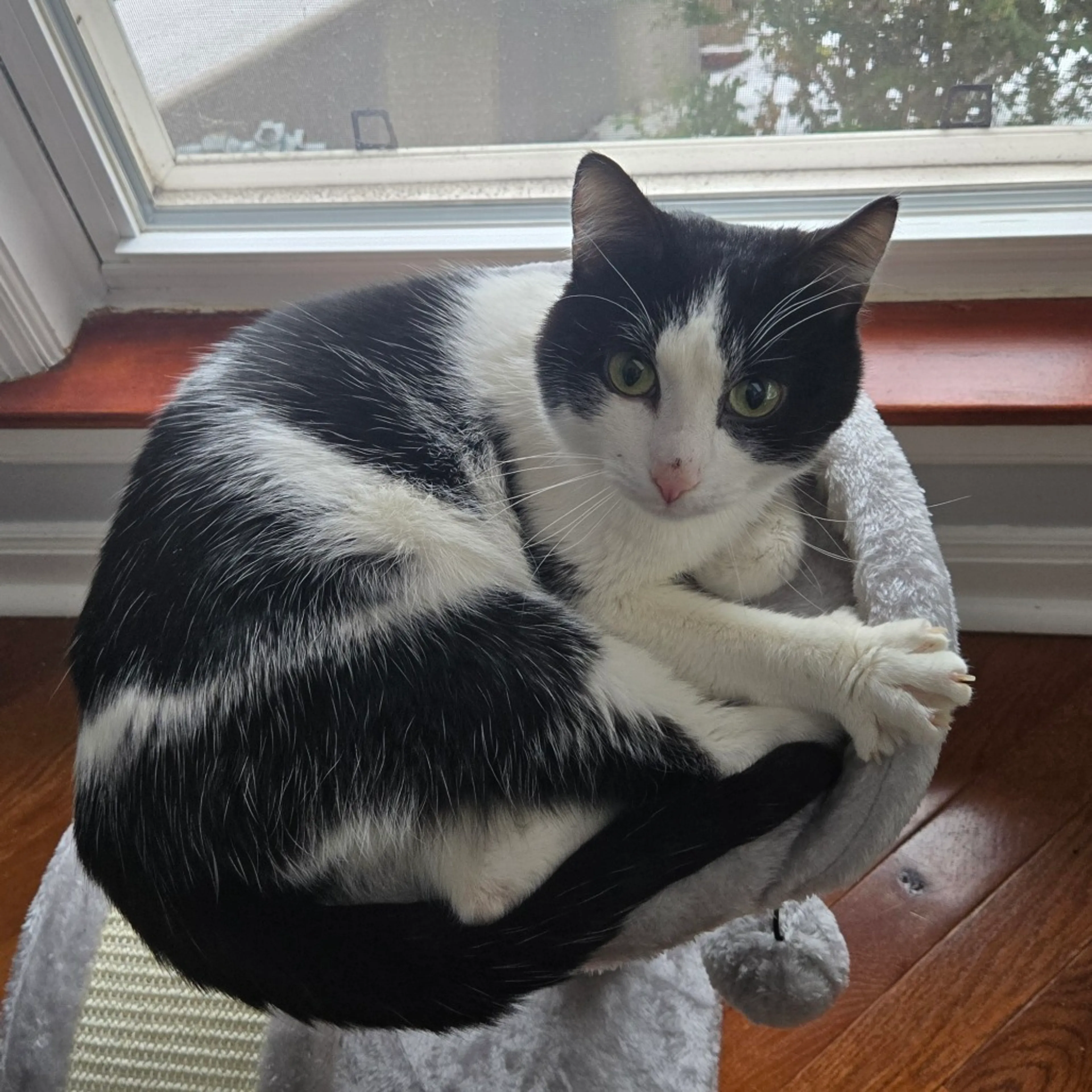 Found pet-2