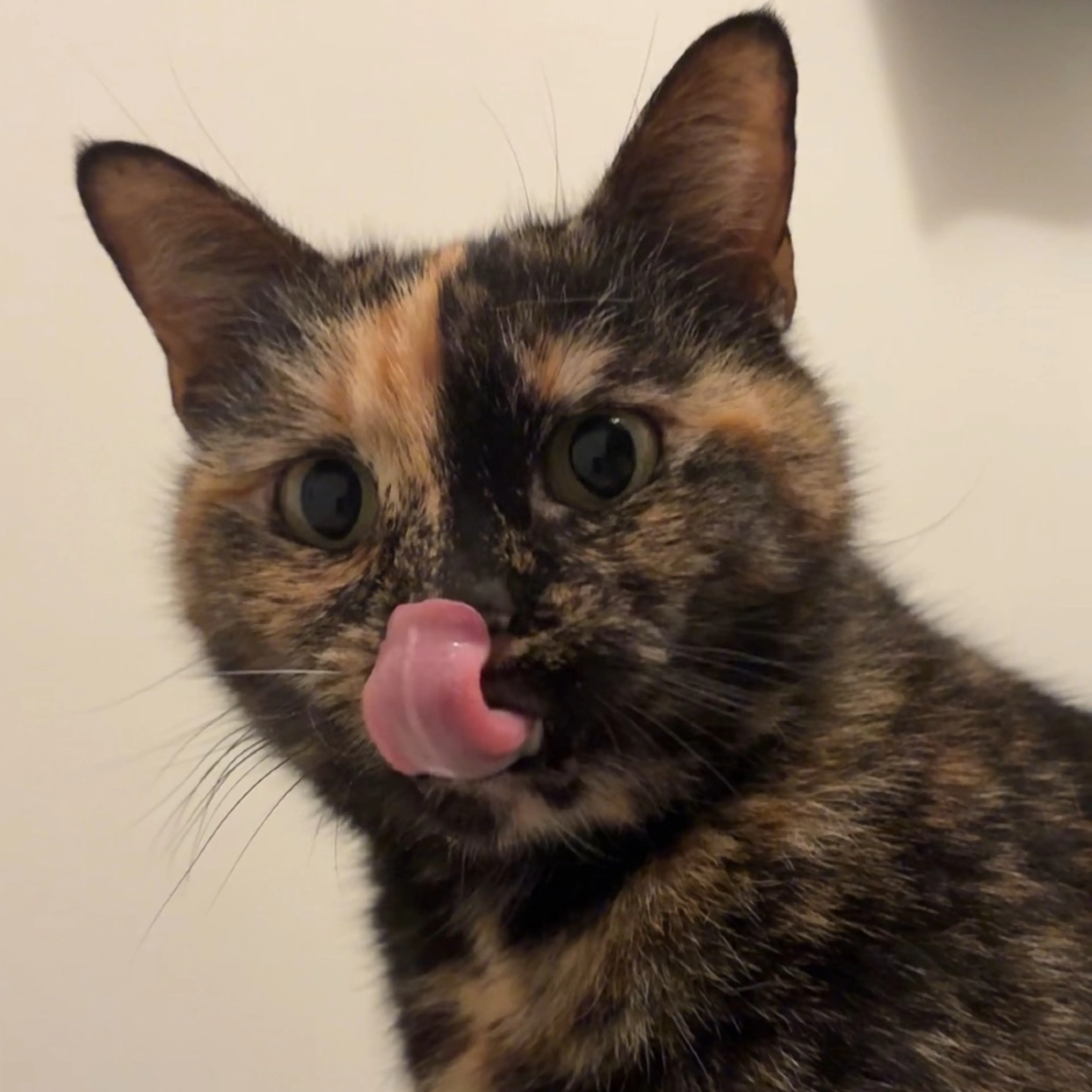 Found pet-0