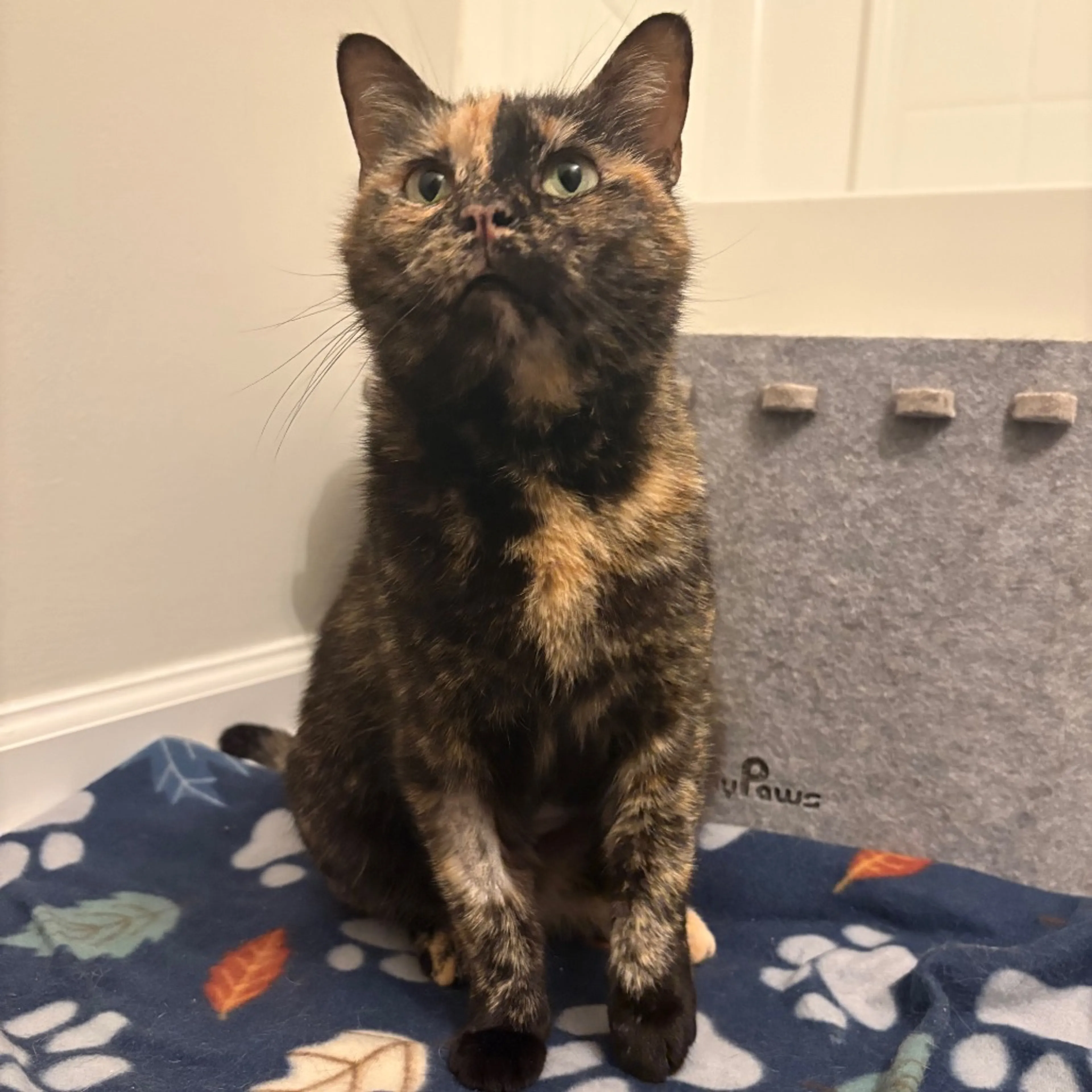 Found pet-2