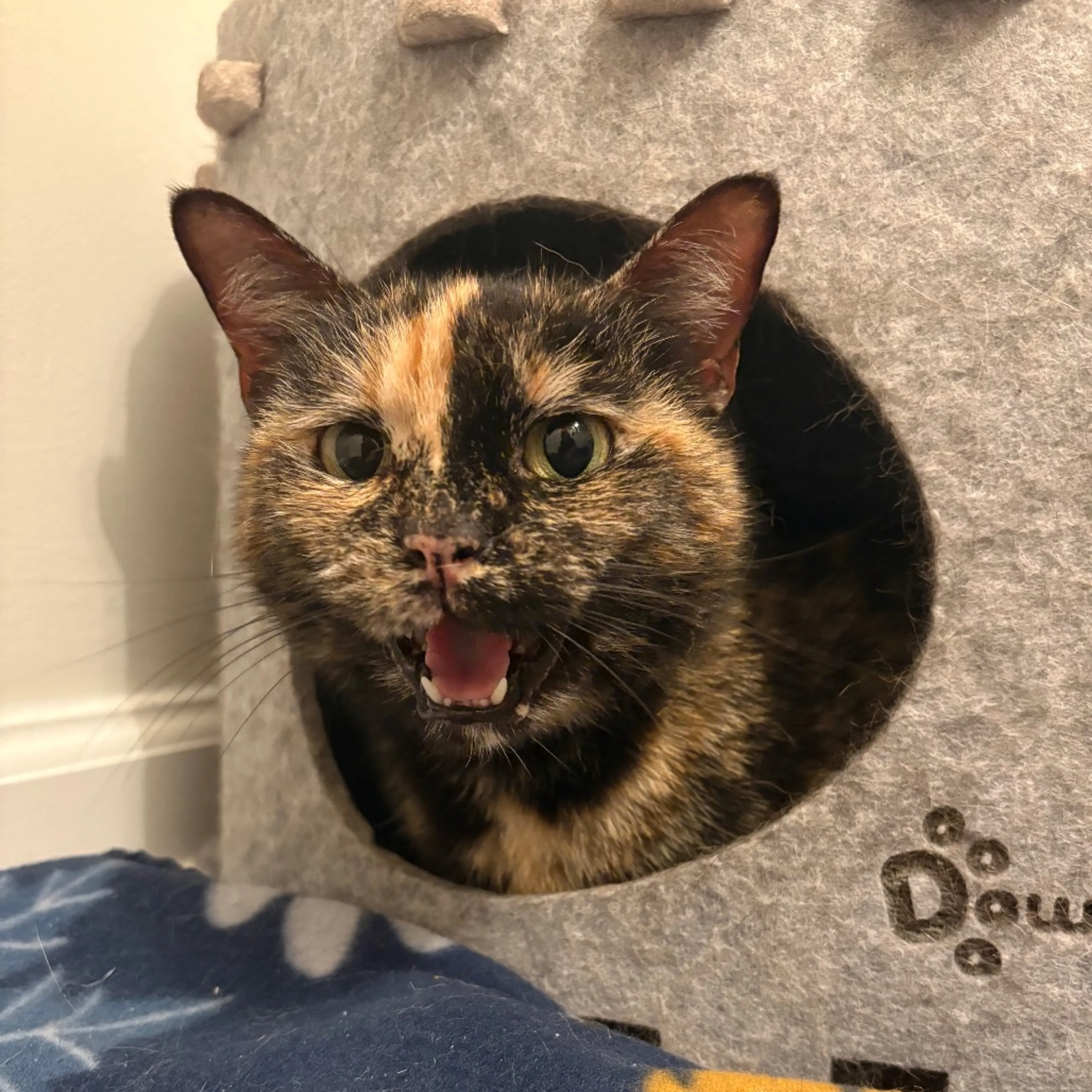 Found pet-1