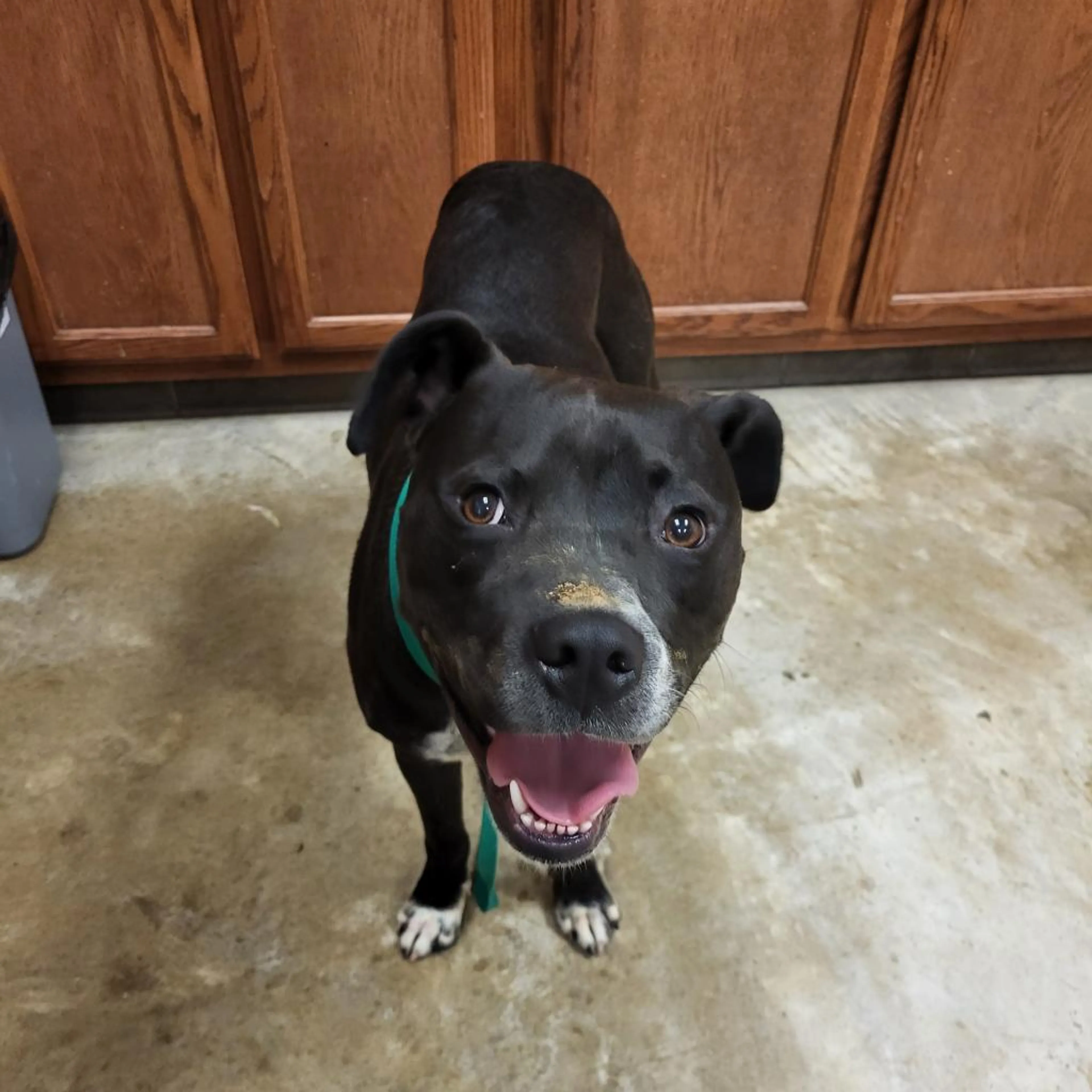 Found pet-2