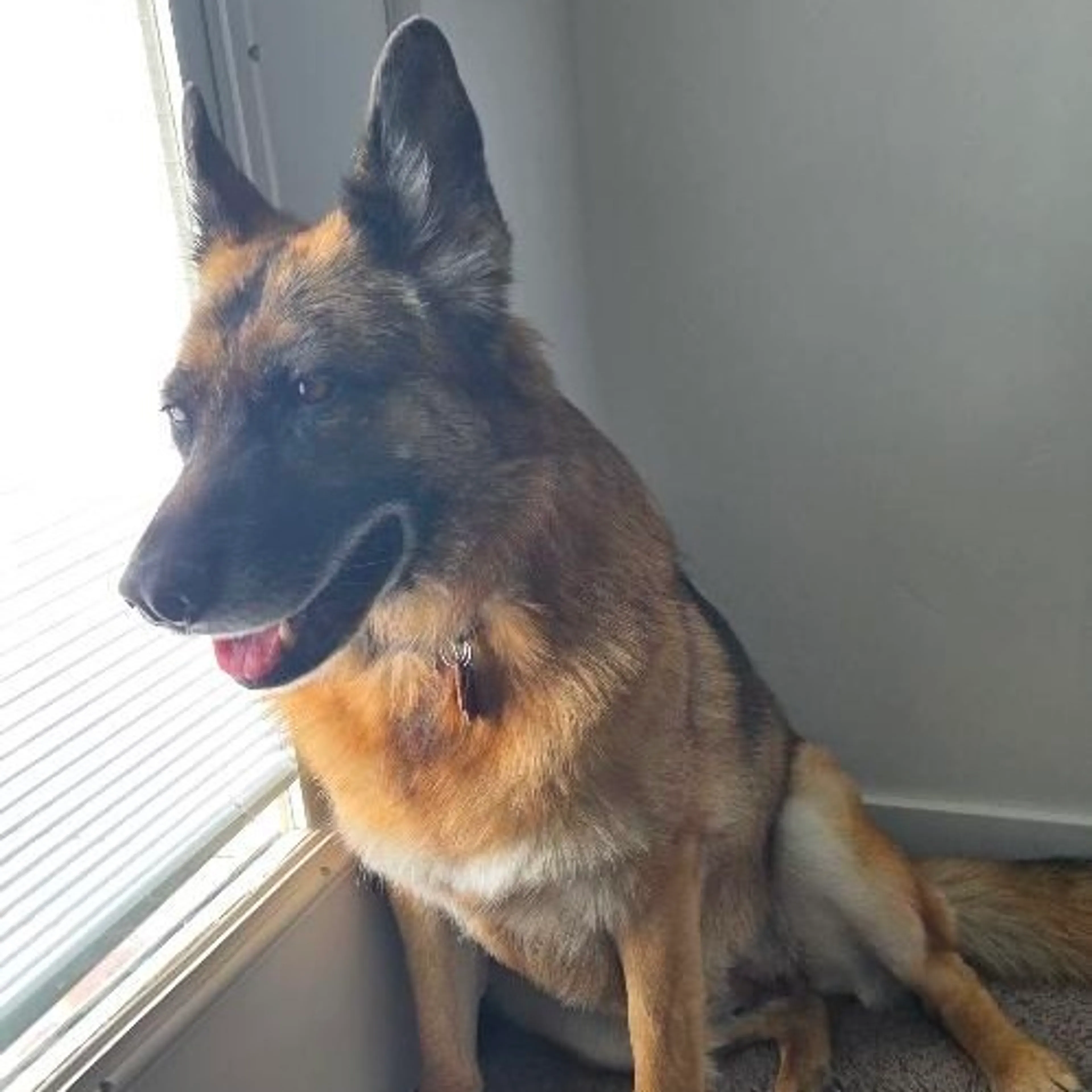 Found pet-1